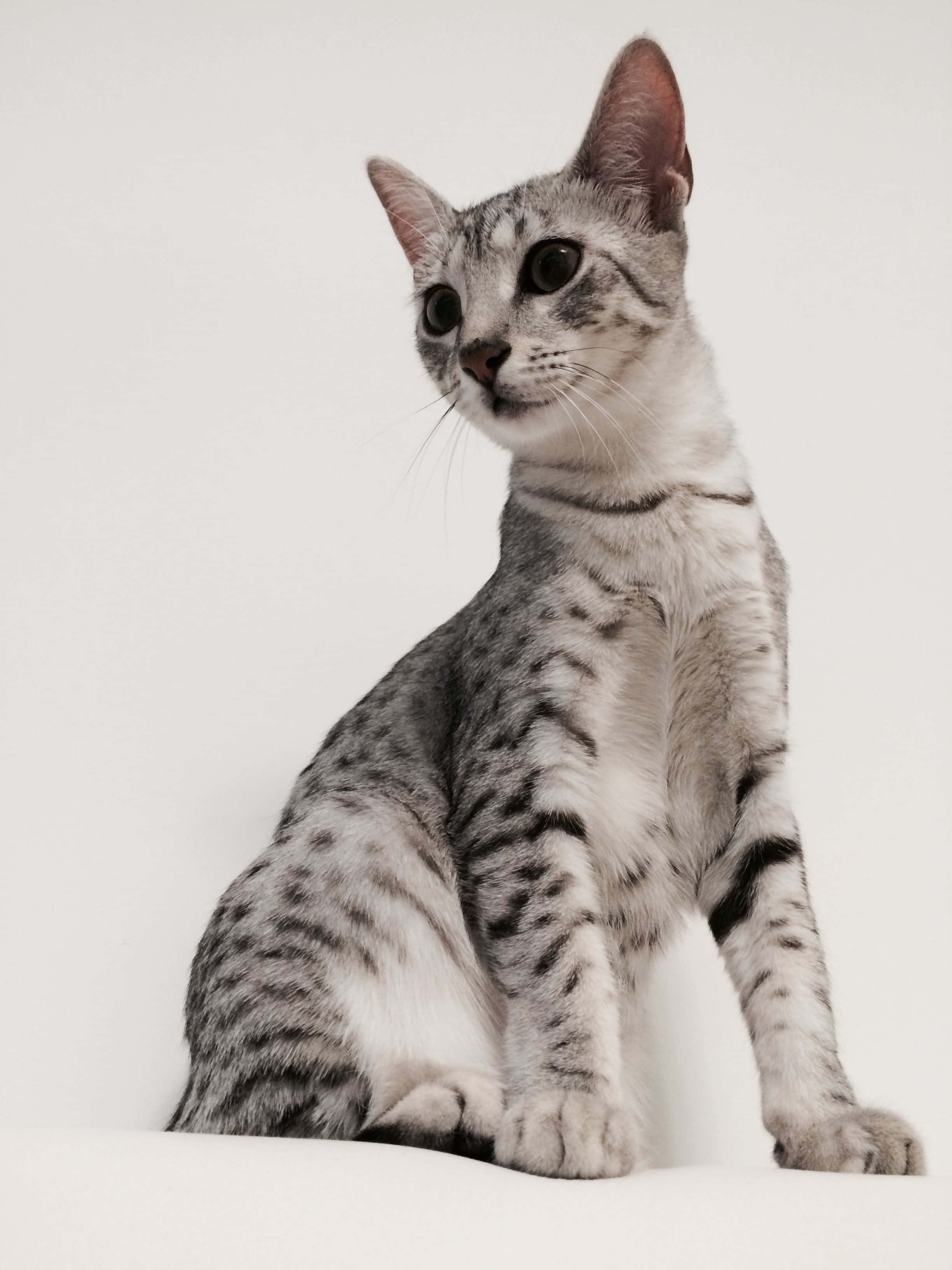 Egyptian Mau, silver tabby, dark eyes, 2K Phone Wallpaper