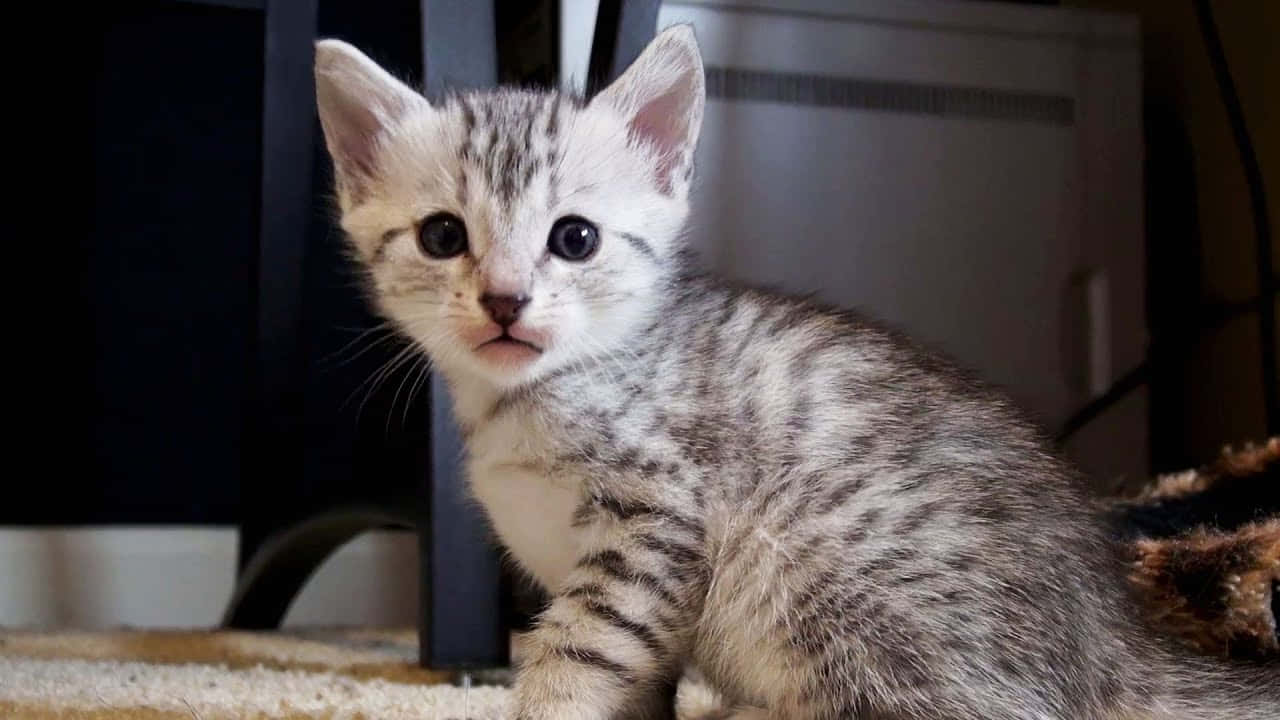 Egyptian Mau, silver tabby, green eyes, HD Desktop Wallpaper