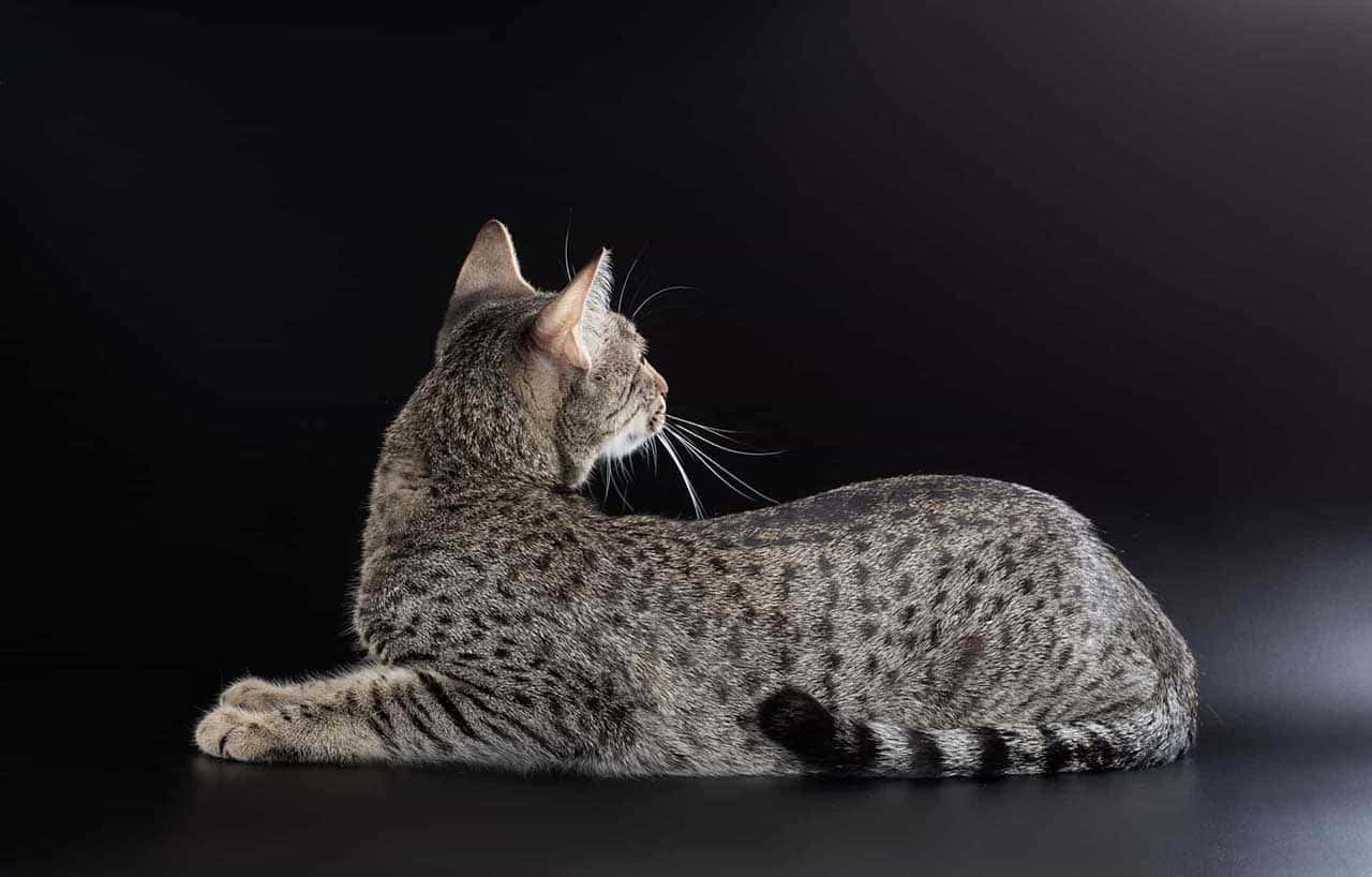 Egyptian Mau, tabby cat, gray and black spots, HD Desktop Wallpaper