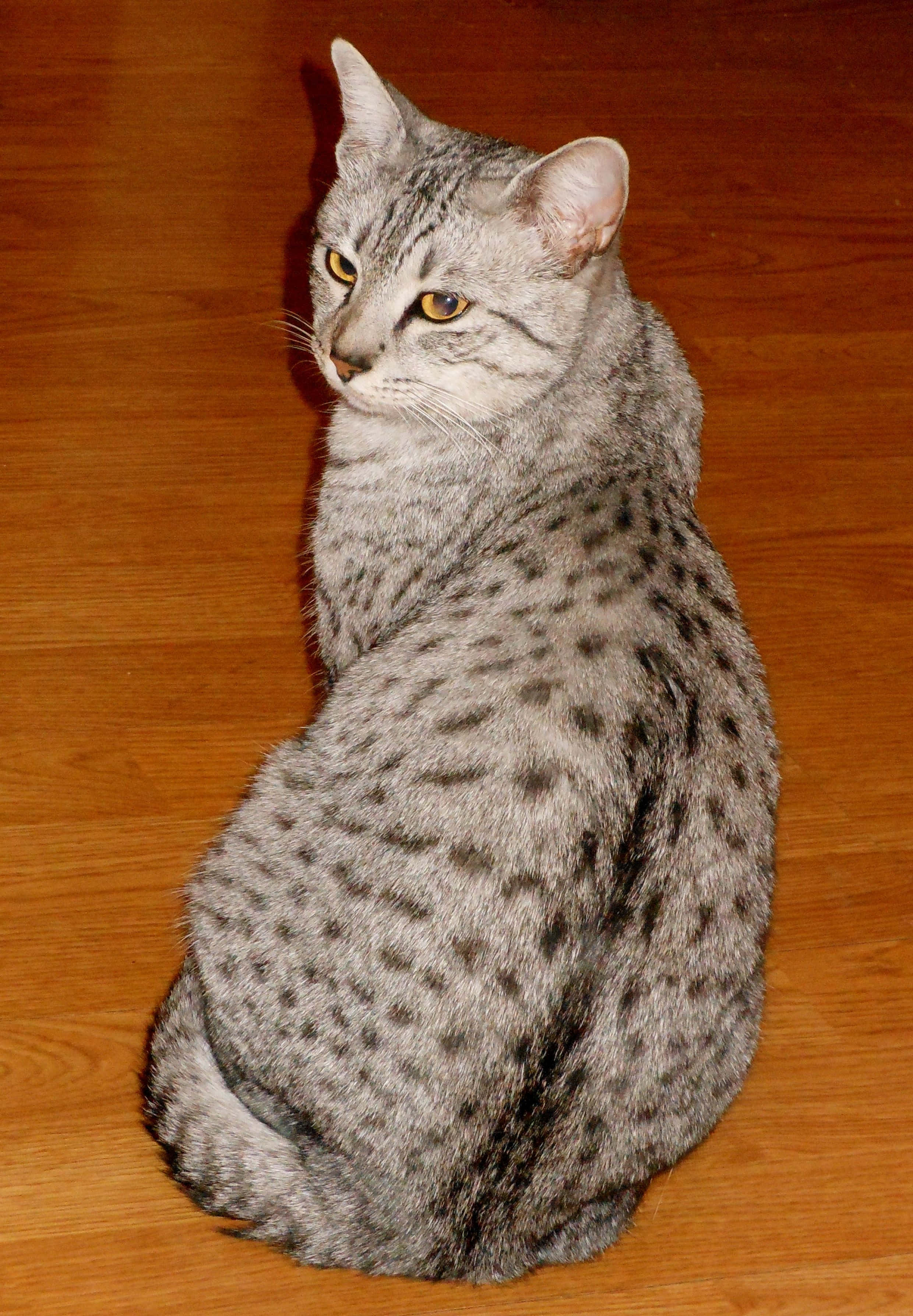 Egyptian Mau, amber eyes, sleek spotted cat, 2K Phone Wallpaper