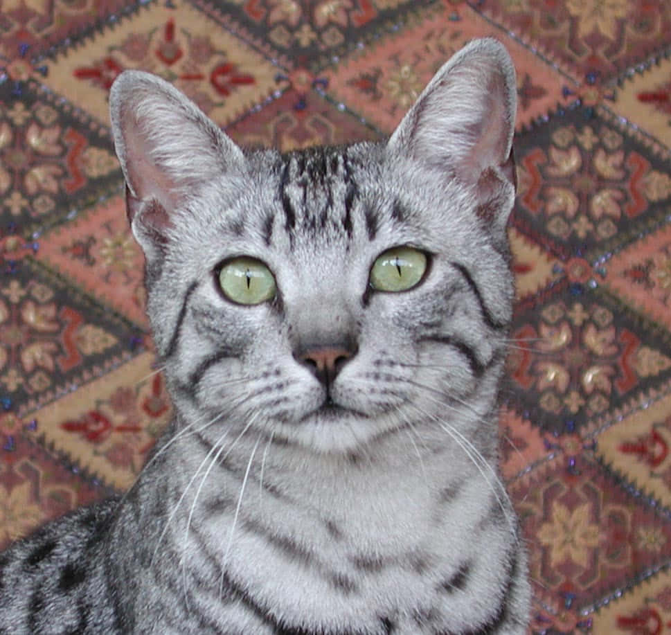 Egyptian Mau, silver tabby, green eyes, SD Desktop Wallpaper