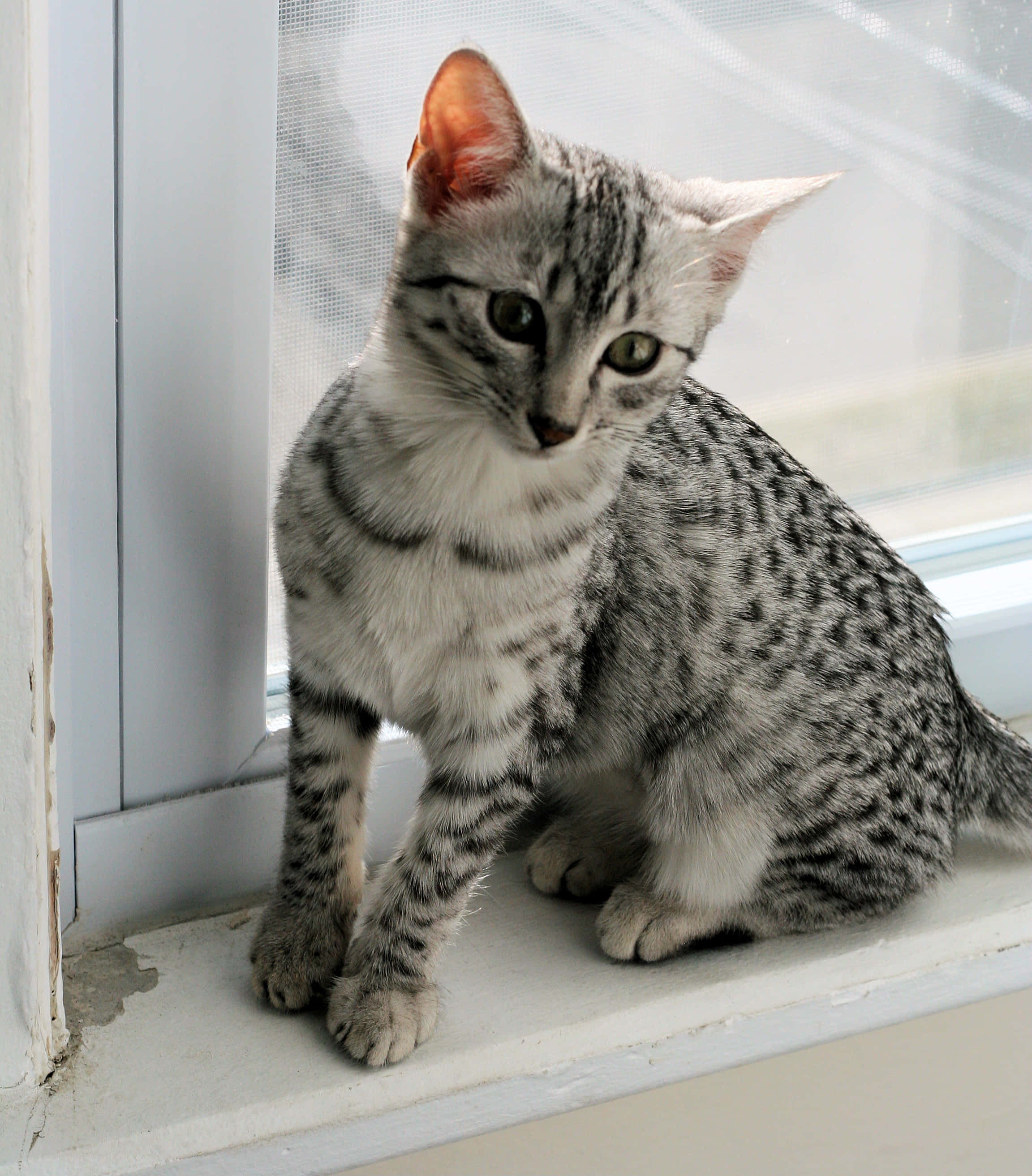 Egyptian Mau, silver tabby, green eyes, 2K Phone Wallpaper