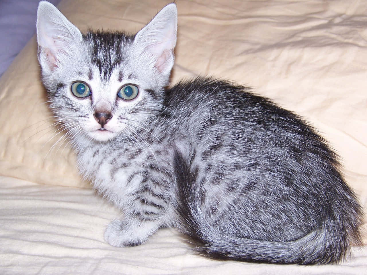 Egyptian Mau, silver tabby, blue eyes, HD Desktop Wallpaper