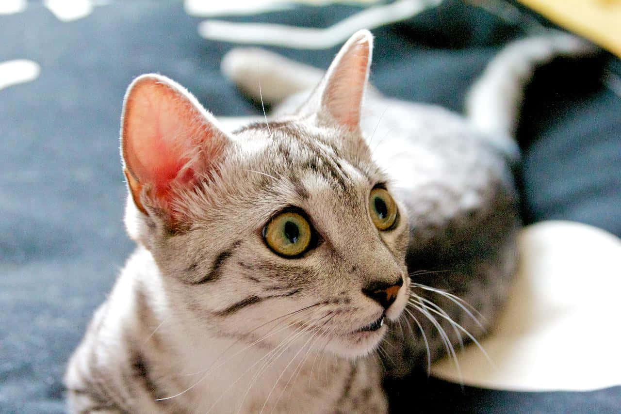 Egyptian Mau, gray tabby, green eyes, HD Desktop Wallpaper