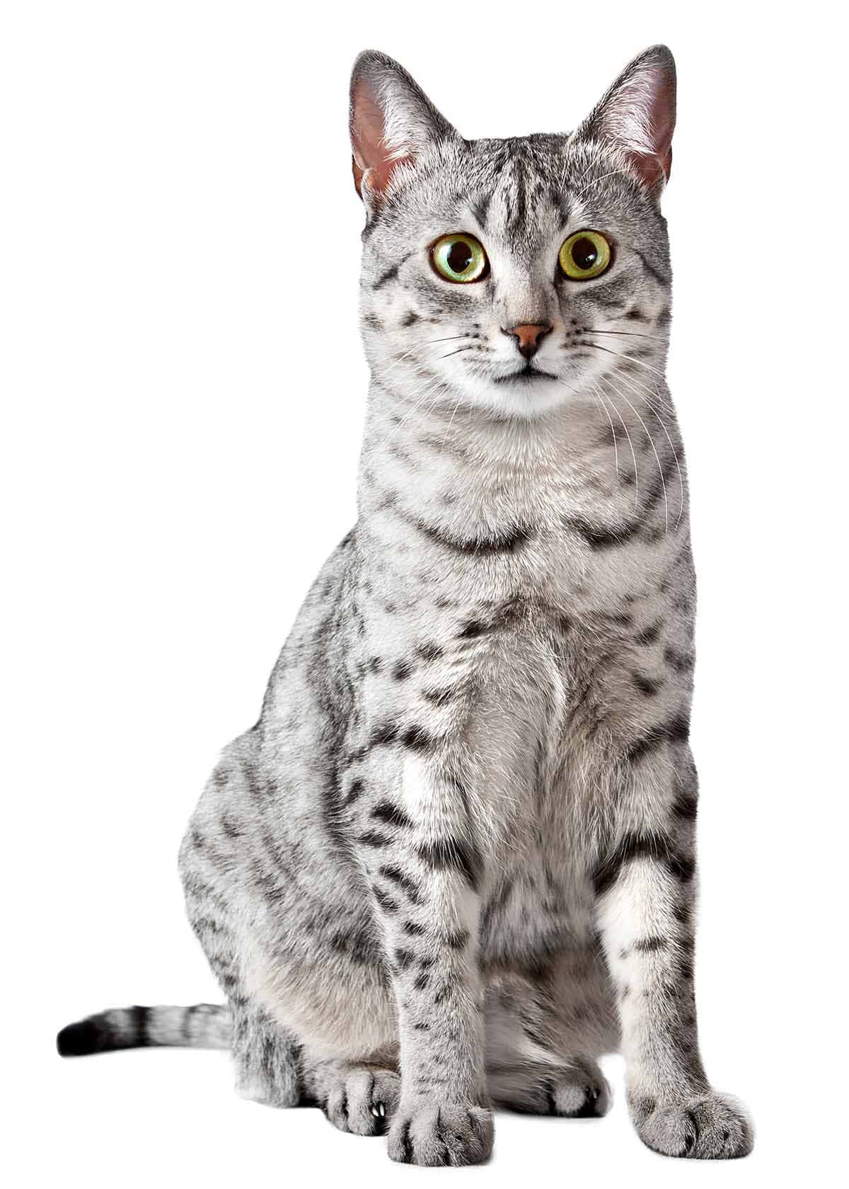 Egyptian Mau, silver tabby, bright yellow eyes, HD Phone Wallpaper