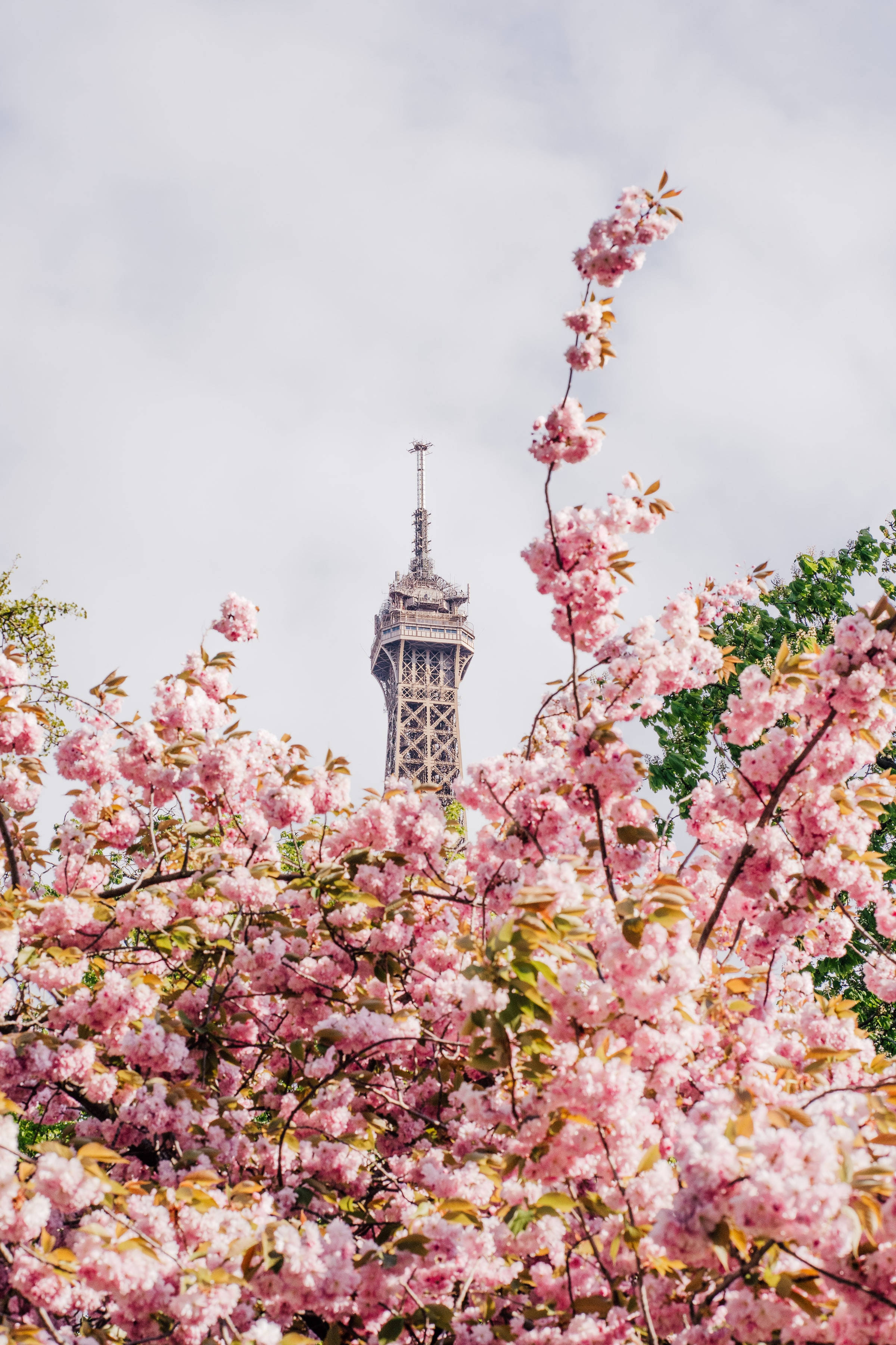 Eiffel Tower, pink cherry blossoms, soft cloudy sky, 2K Phone Wallpaper