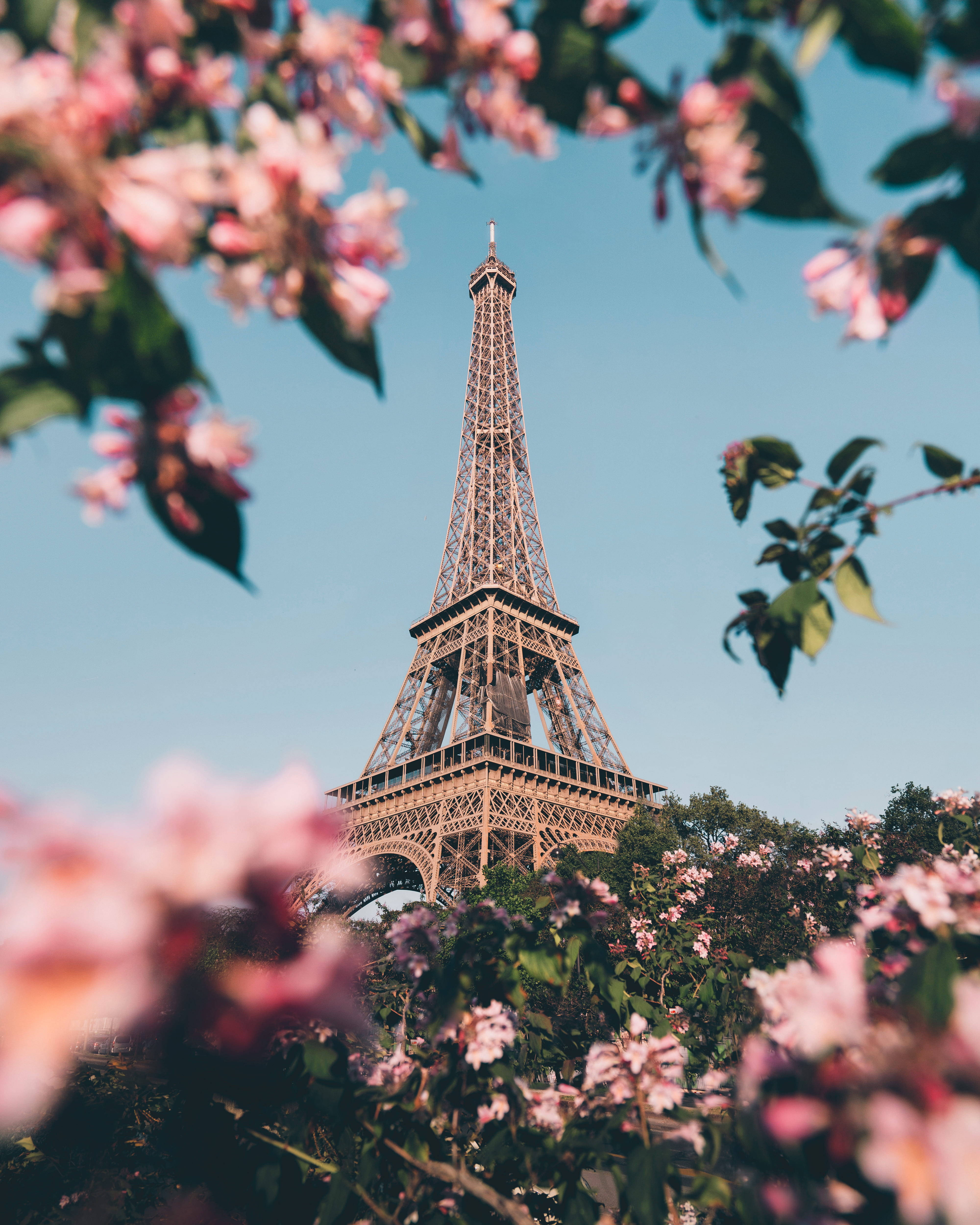 Eiffel Tower, pink blossoms, green leaves, 4K Phone Wallpaper