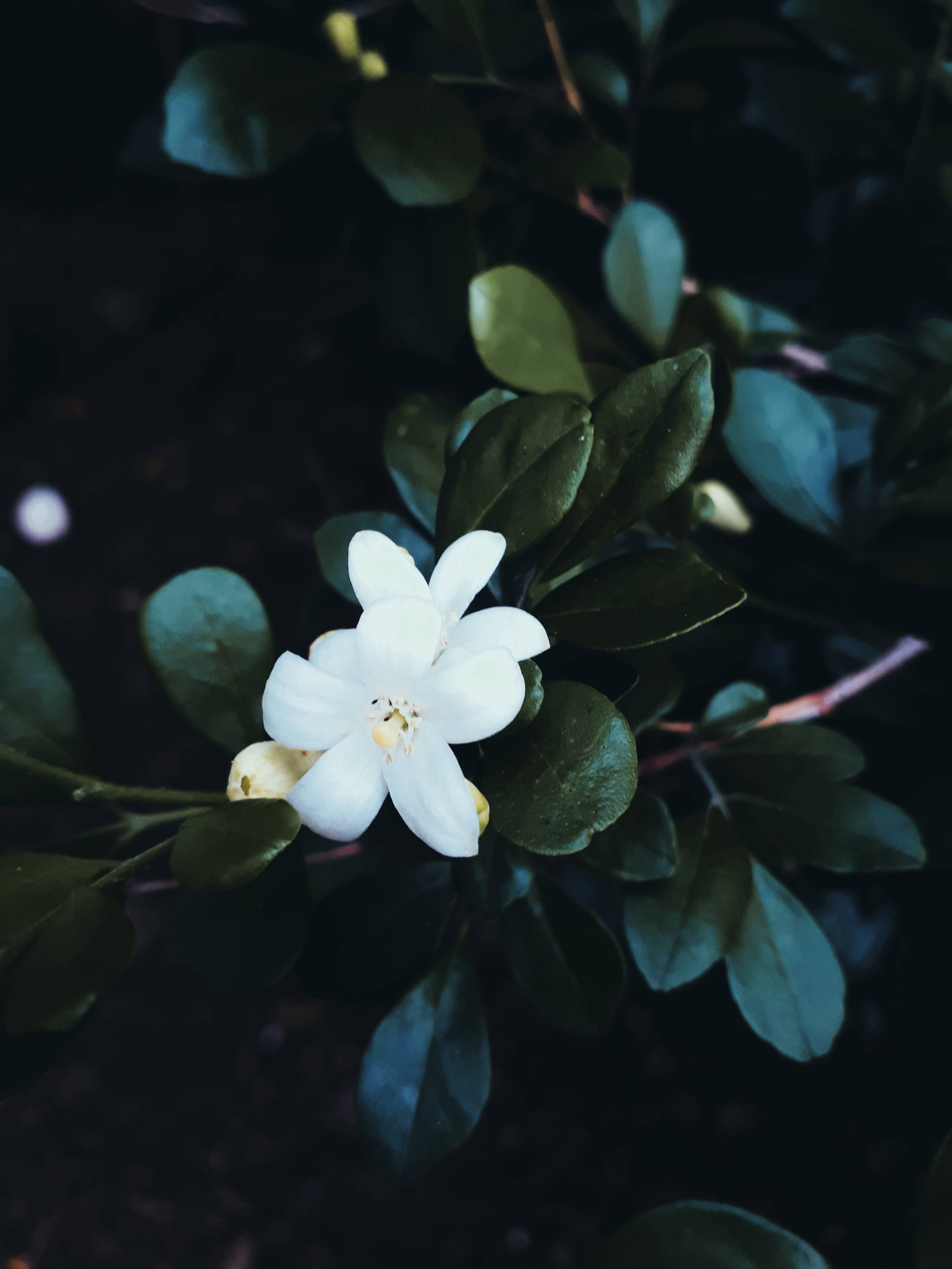El Salvador, jasmine flowers, white flower, 4K Phone Wallpaper