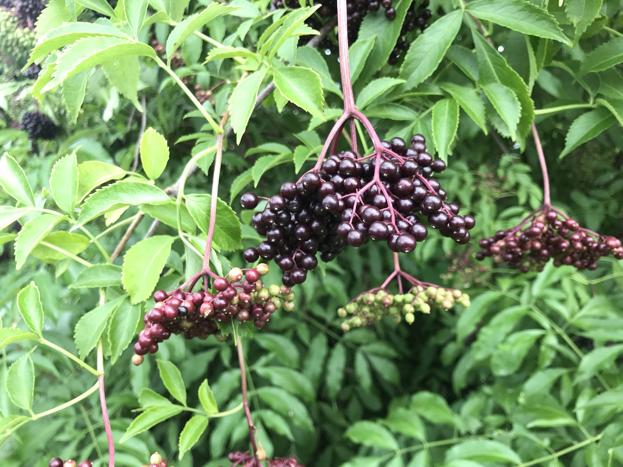 elderberry fruits, dark purple, vibrant green leaves, Full HD Desktop Wallpaper