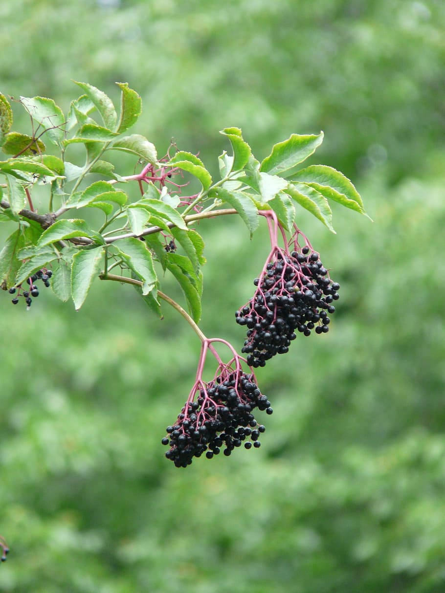 elderberry, black elderberries, branch, SD Phone Wallpaper