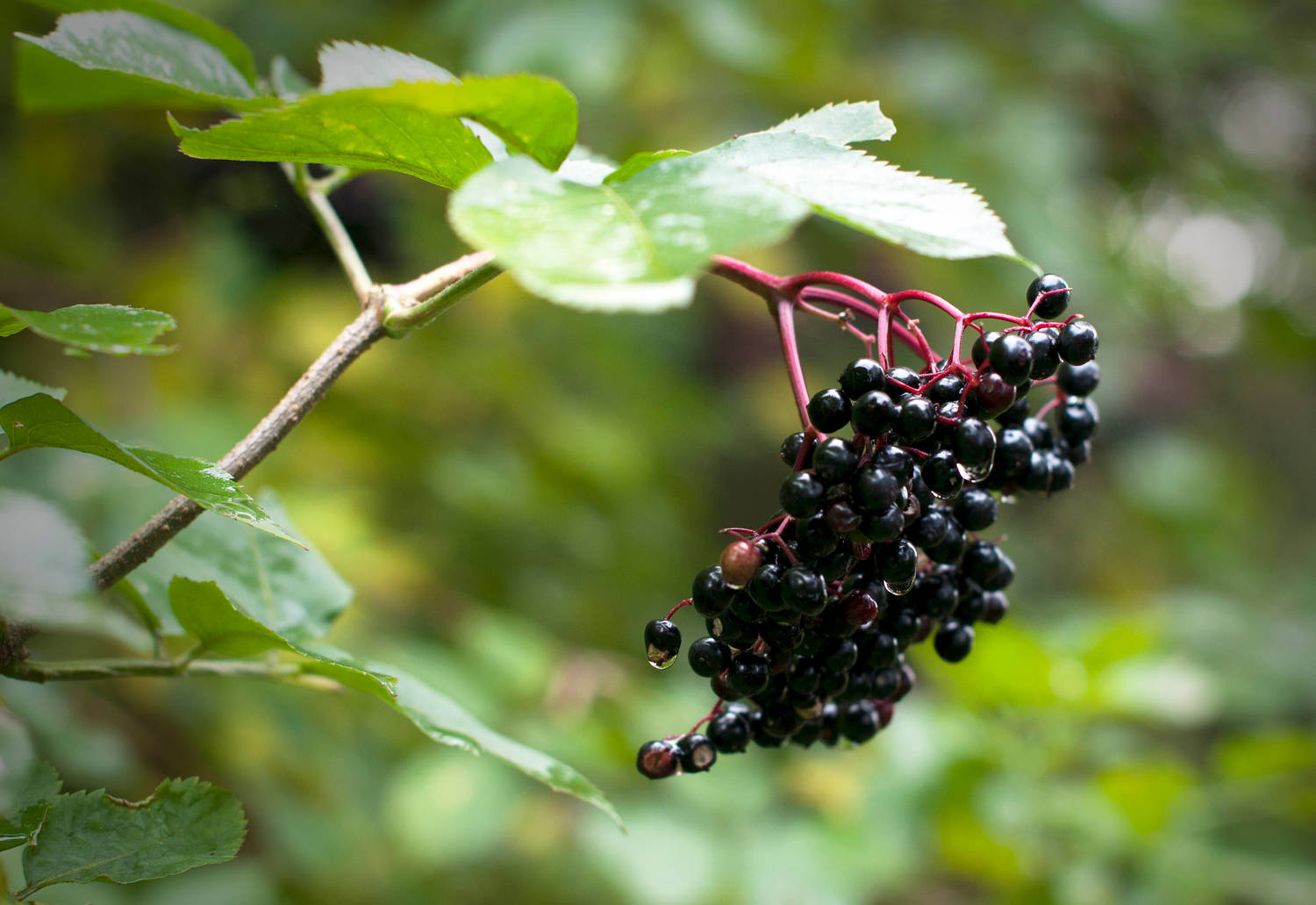 purple elderberry fruits, glossy black elderberries, dewdrops, HD Desktop Wallpaper
