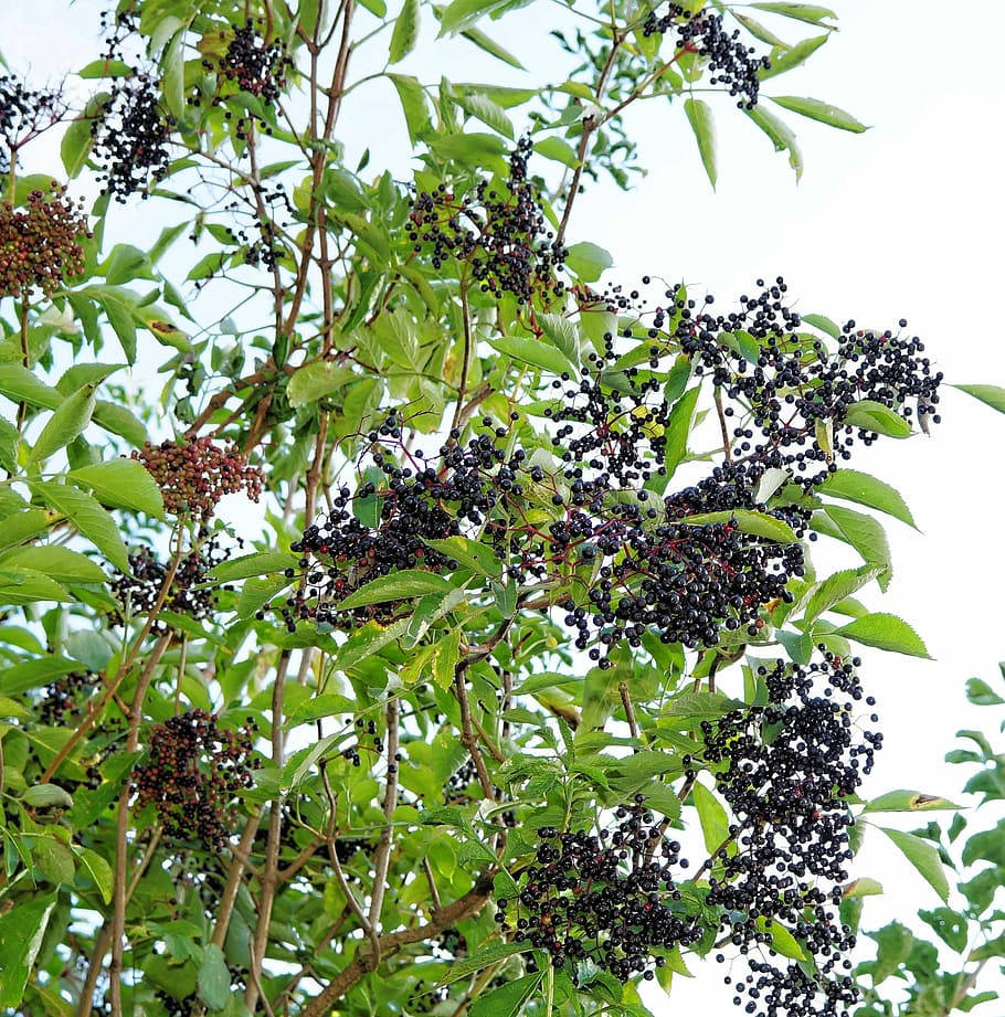 elderberry, black, green leaves, SD Phone Wallpaper