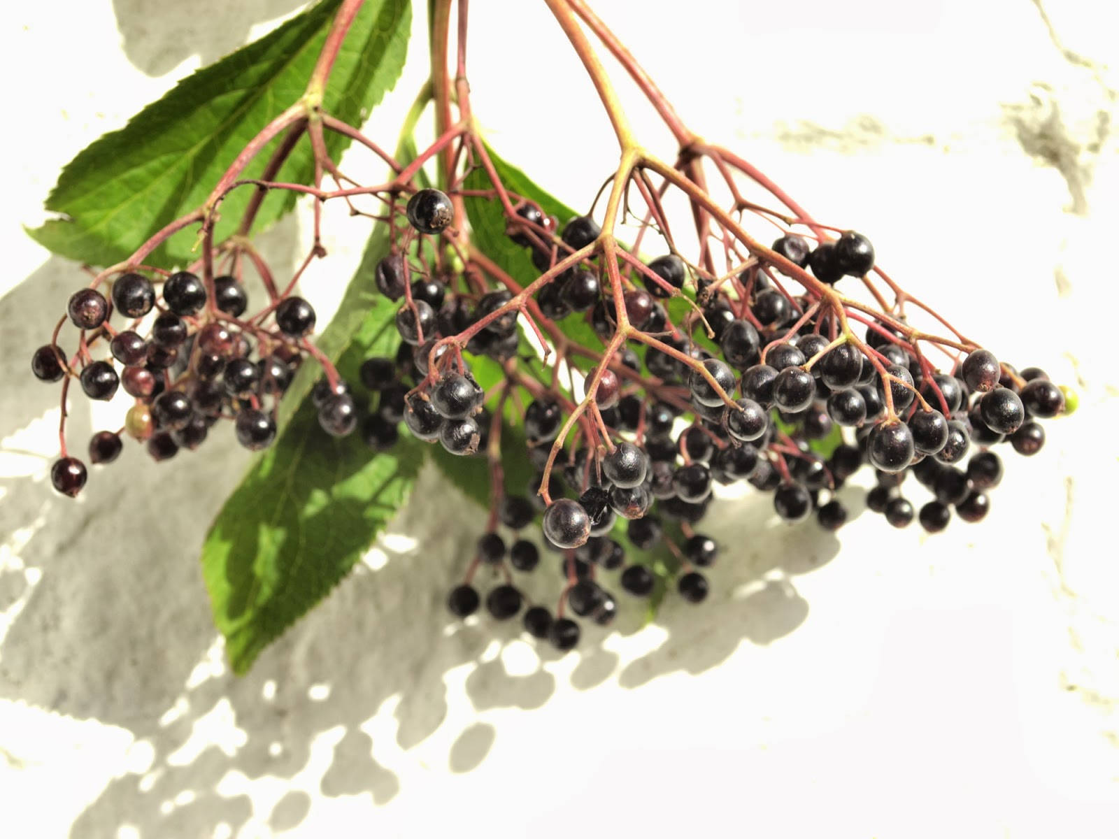 purple ripe elderberry fruits, glossy black elderberries, reddish stems, HD Desktop Wallpaper