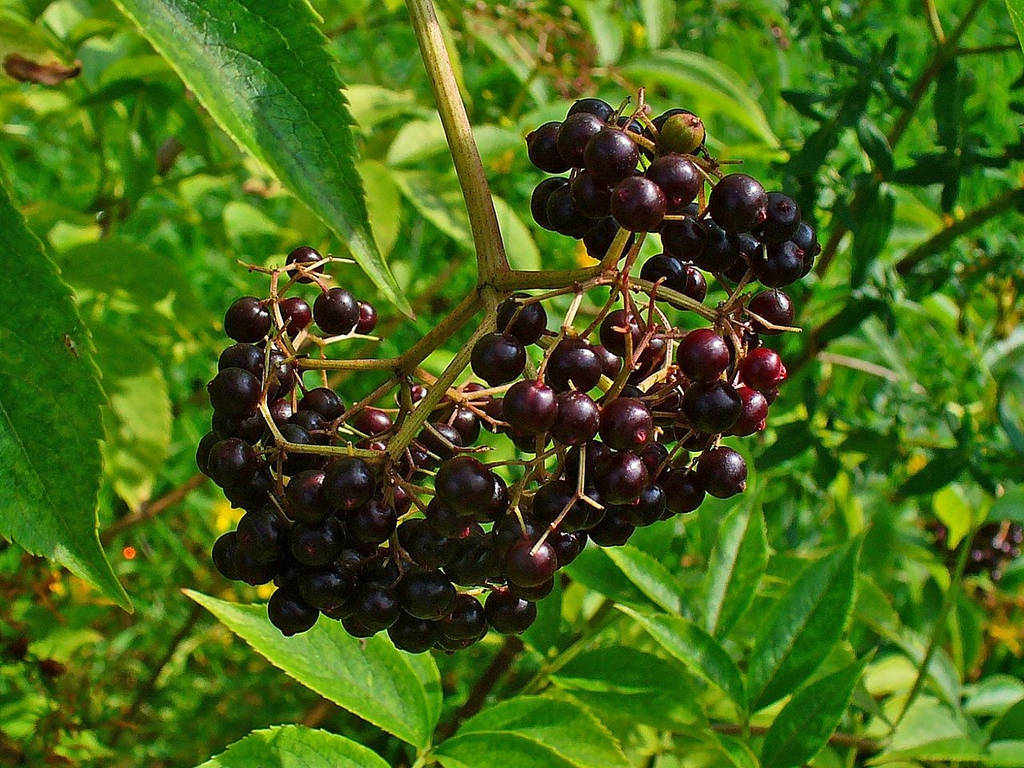 elderberry, dark purple, vibrant green leaves, SD Desktop Wallpaper