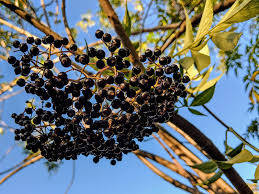 elderberry fruits, dark purple, branch, SD Desktop Wallpaper
