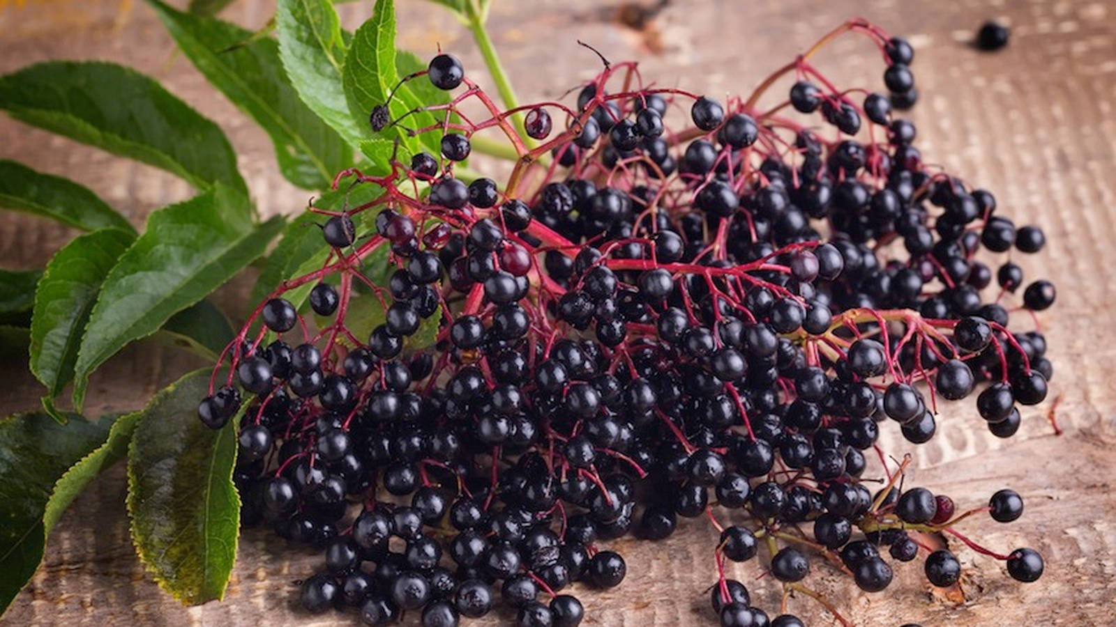 purple elderberry fruits, glossy black elderberries, green leaves, HD Desktop Wallpaper