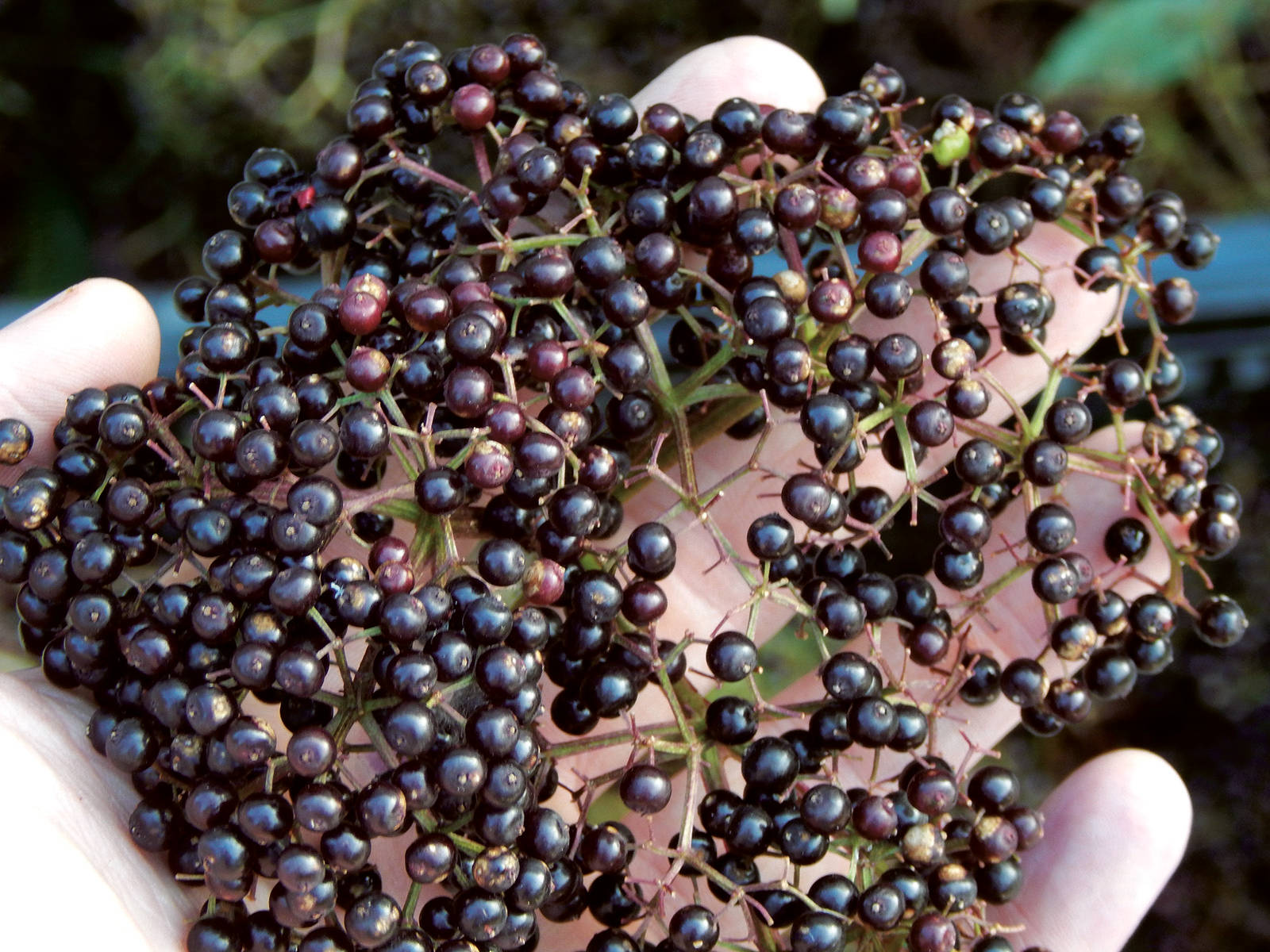 elderberry fruits, glossy dark purple, green stems, HD Desktop Wallpaper