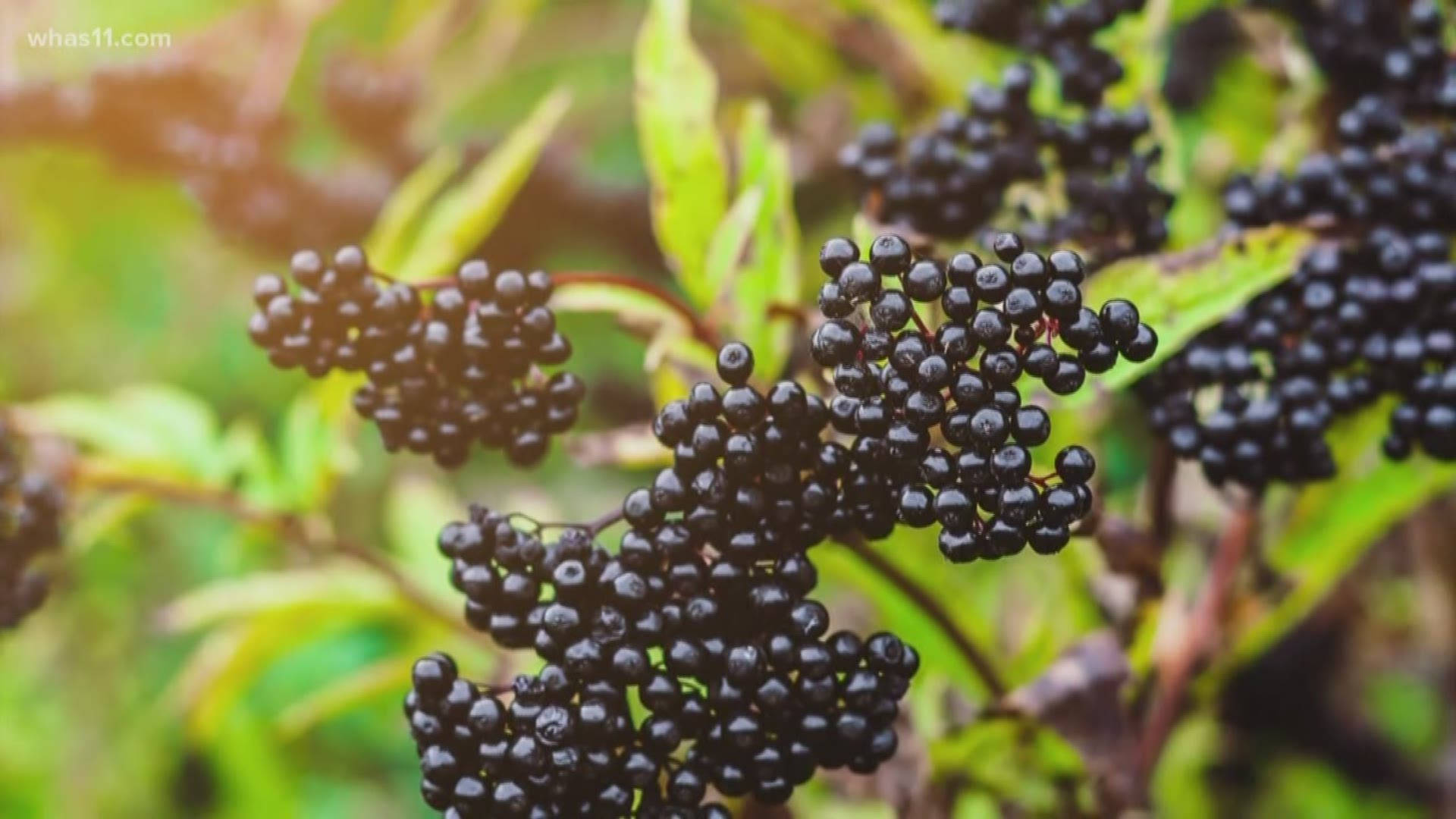 black elderberry fruits, glossy black elderberries, clustered on stems, Full HD Desktop Wallpaper