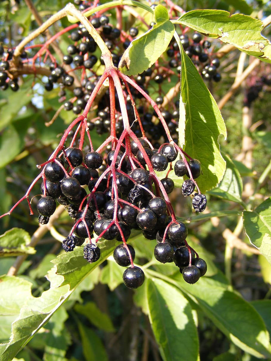 purple elderberry fruits, glossy black elderberries, vibrant red stems, SD Phone Wallpaper