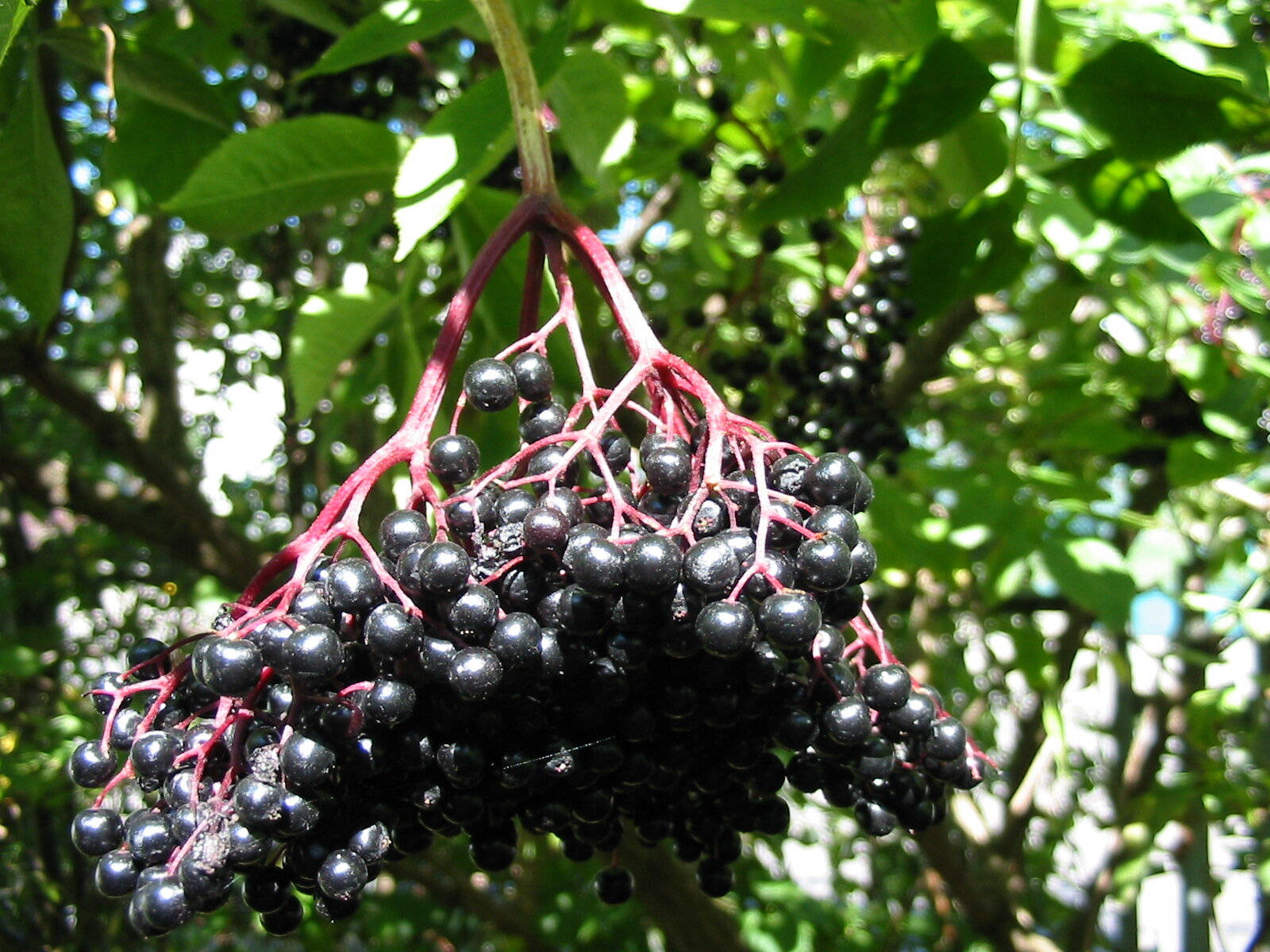 elderberry fruits, glossy black, reddish stem, HD Desktop Wallpaper