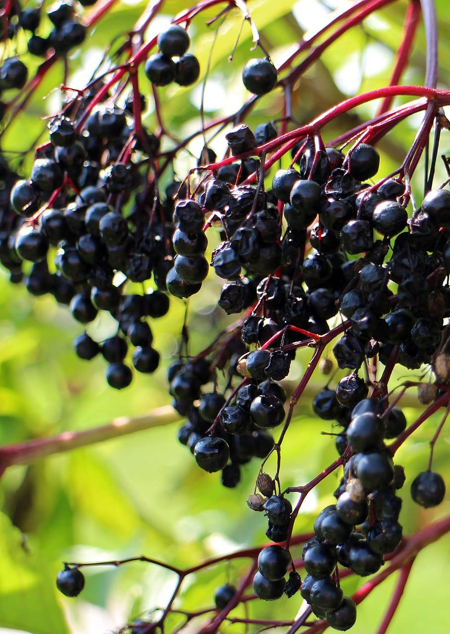 elderberry, glossy black, vivid red stems, HD Phone Wallpaper