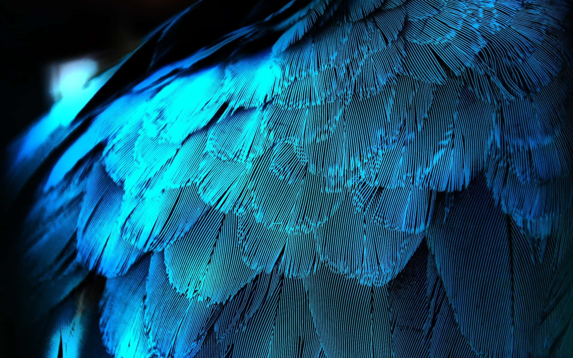 Electric Blue, iridescent blue feathers, dramatic lighting, Full HD Desktop Wallpaper
