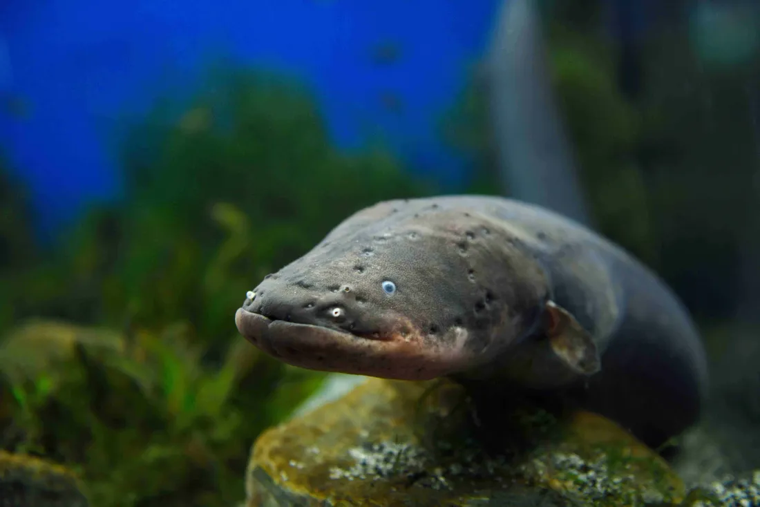 Electric Eels