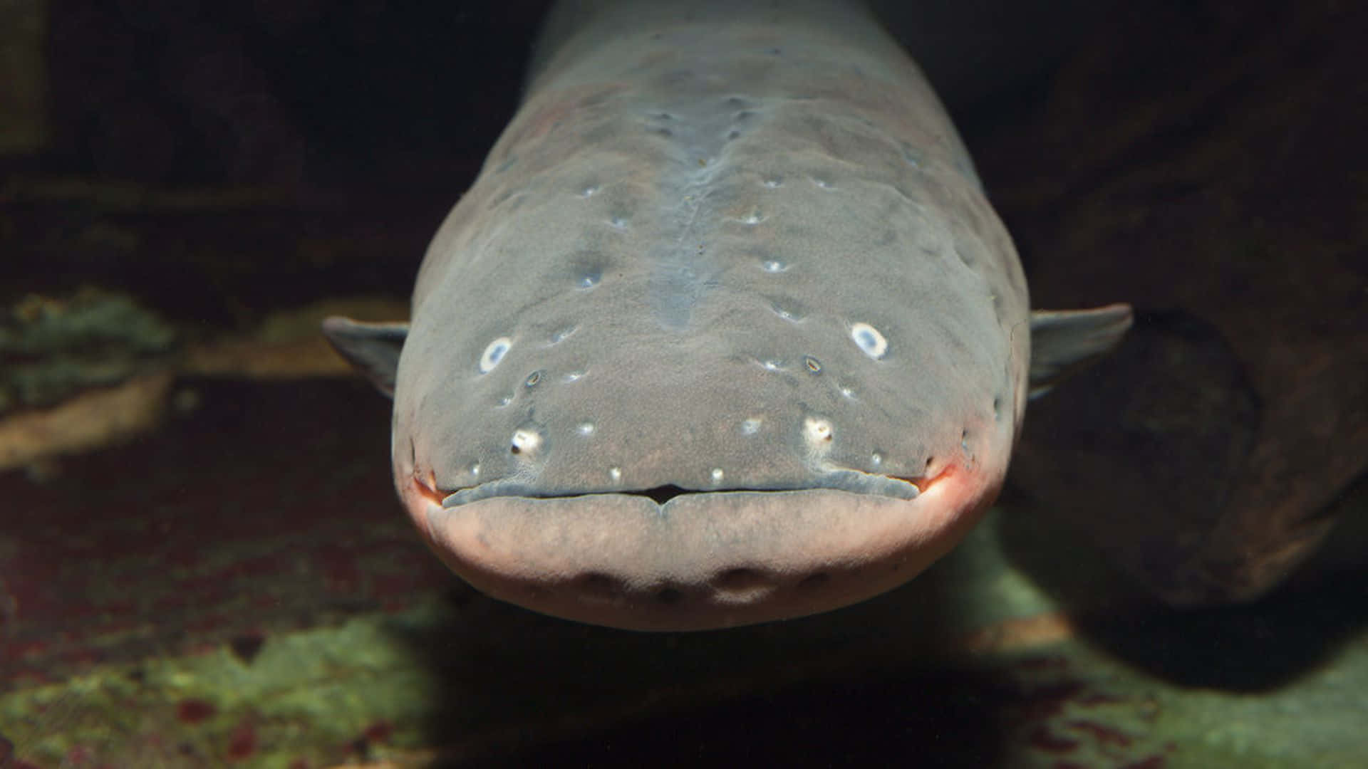 electric eels, pale gray skin, small eyes, Full HD Desktop Wallpaper