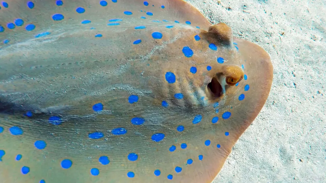 Electric Ray
