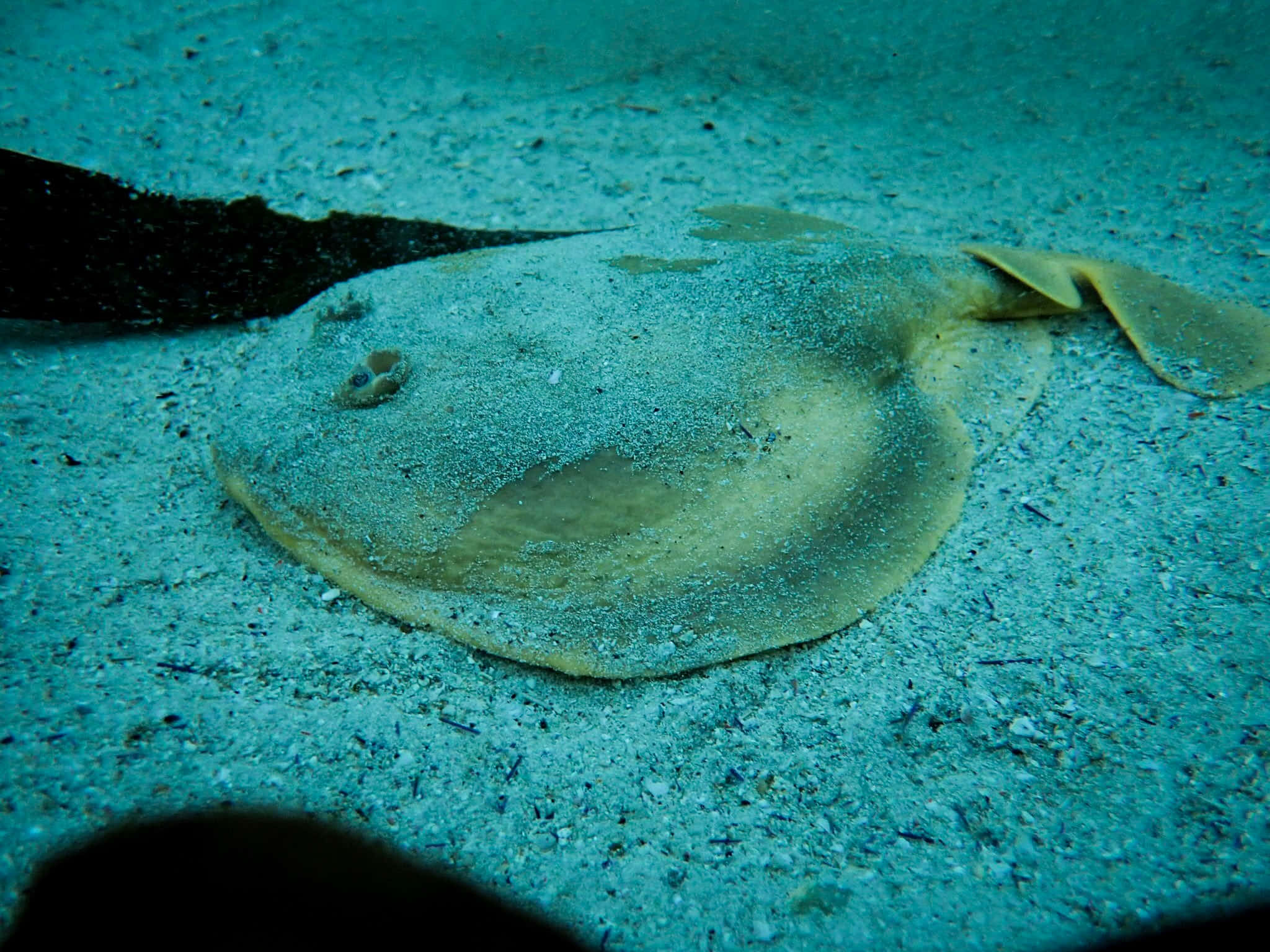 Electric Ray, ocean floor, sandy ocean floor, Full HD Desktop Wallpaper