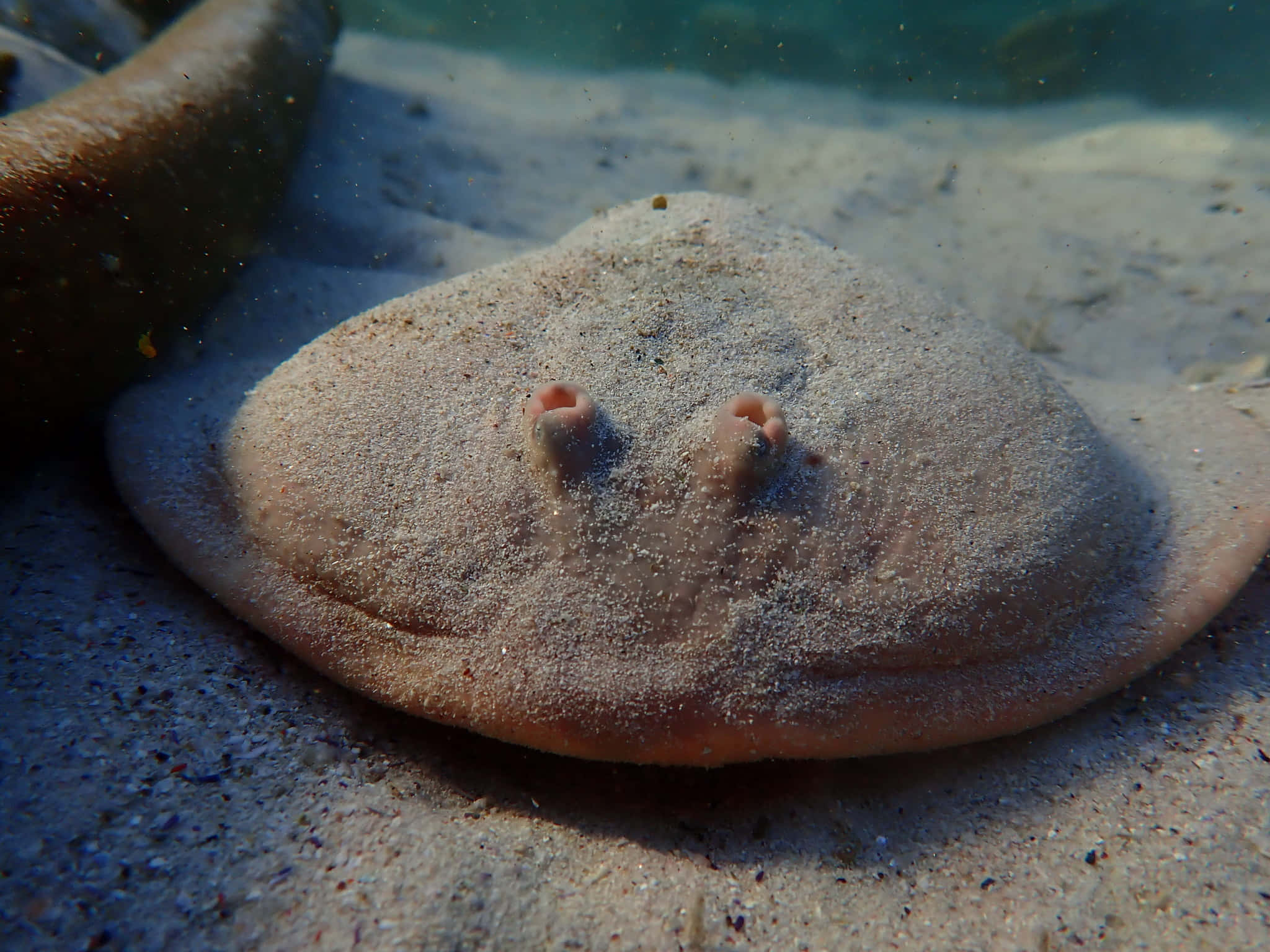 Electric Ray, camouflaged in sand, gill slits, Full HD Desktop Wallpaper