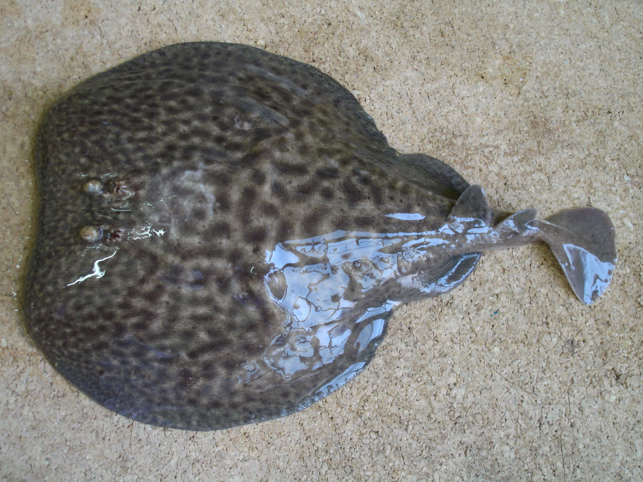 Electric Ray, sand, textured beige surface, Full HD Desktop Wallpaper