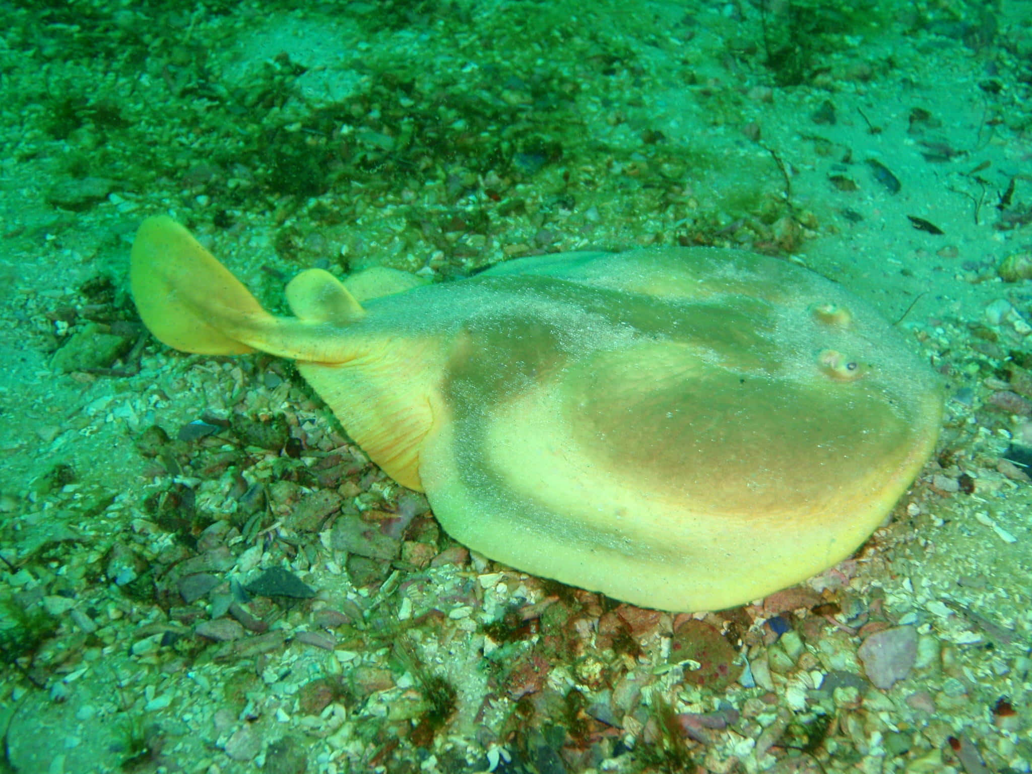 Electric Ray, seabed, rocky ocean floor, Full HD Desktop Wallpaper