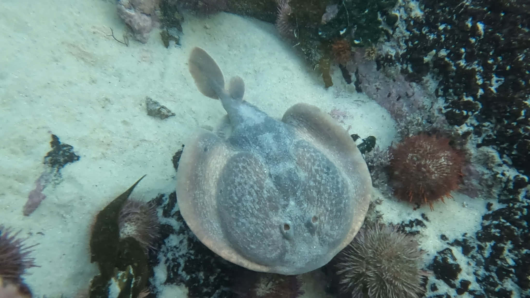 Electric Ray, ocean floor, sandy ocean floor, Full HD Desktop Wallpaper