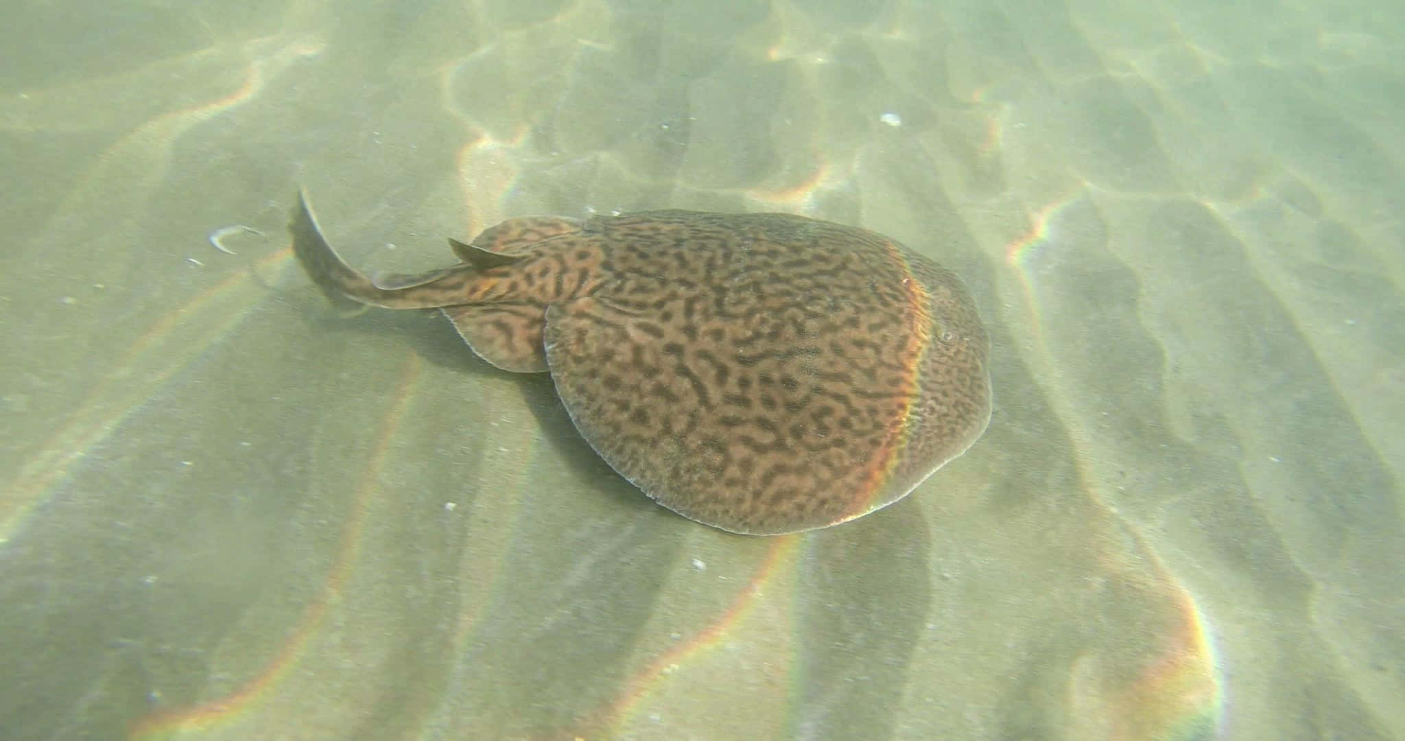 Electric Ray, sandy seabed, sunlit water, Full HD Desktop Wallpaper