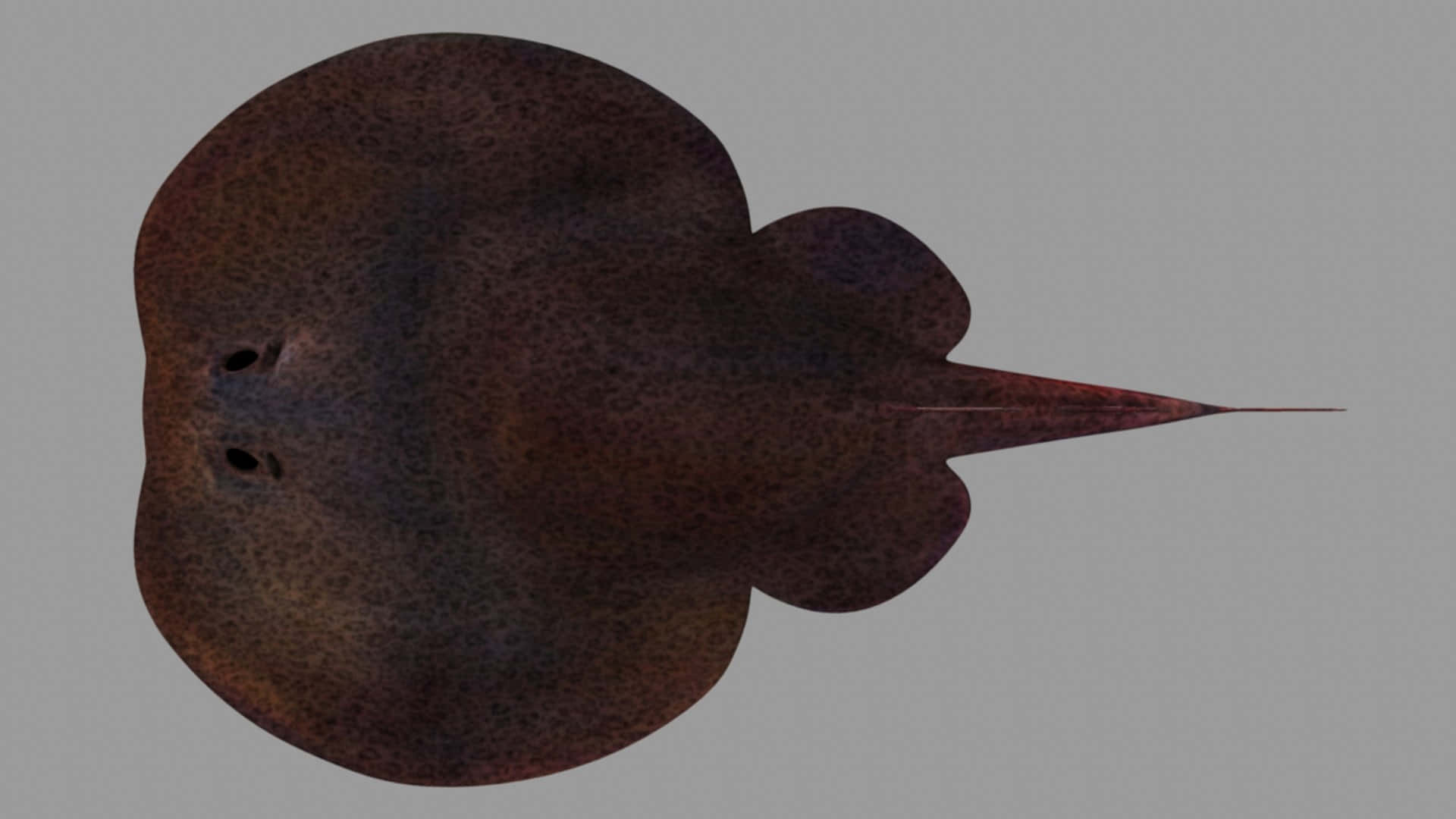 Electric Ray, dark brown spotted, round body, Full HD Desktop Wallpaper