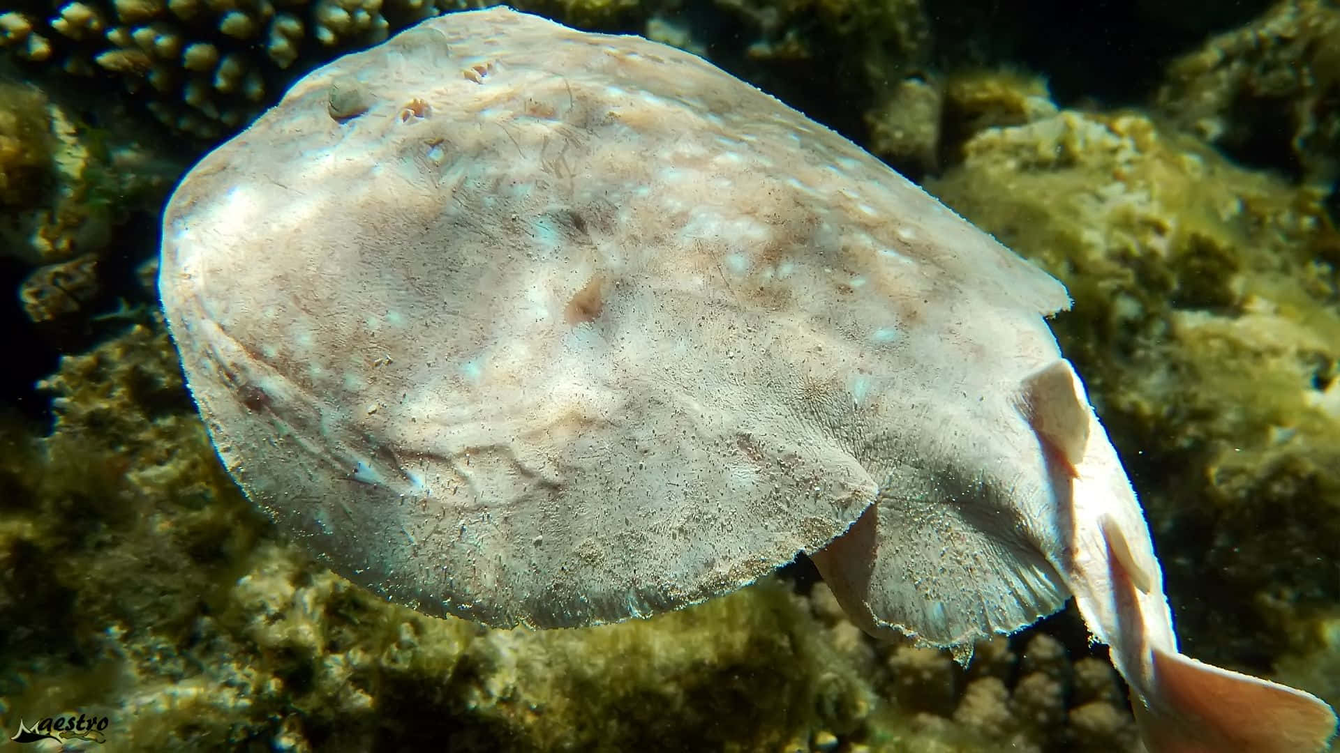 Electric Ray, ocean floor, coral reef, Full HD Desktop Wallpaper
