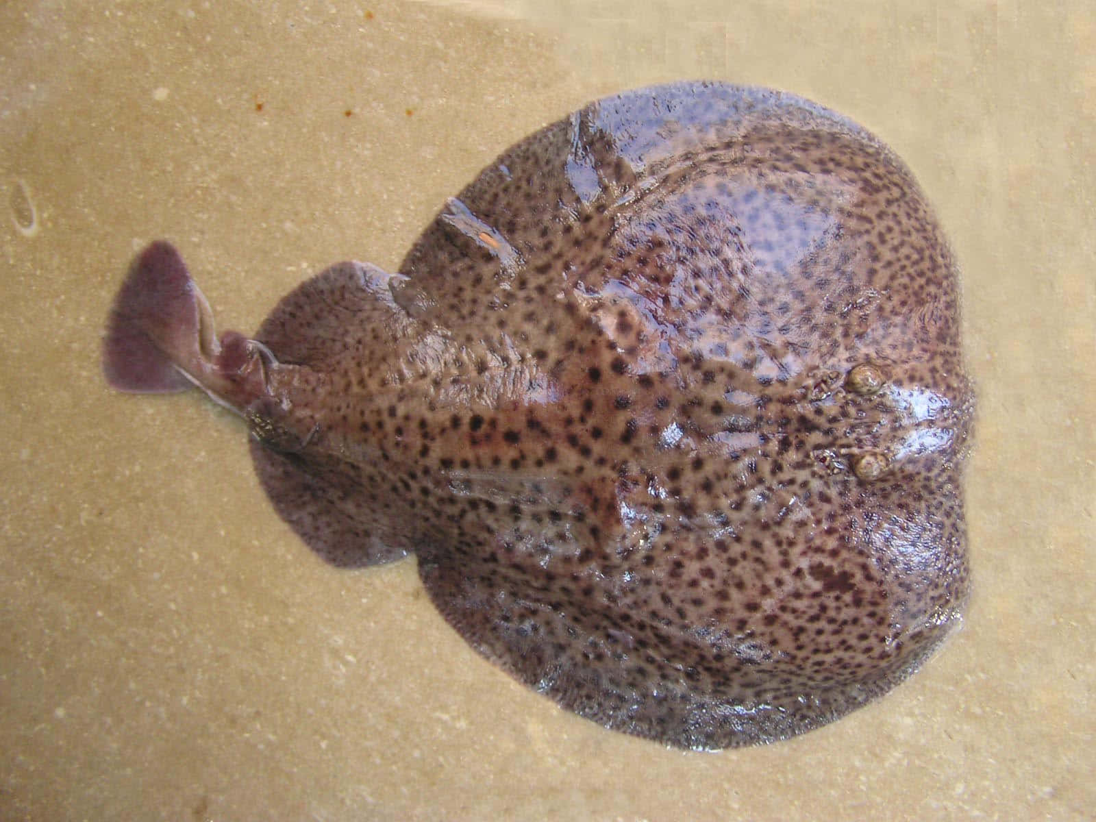 Electric Ray, wet sand, dark spots, HD Desktop Wallpaper