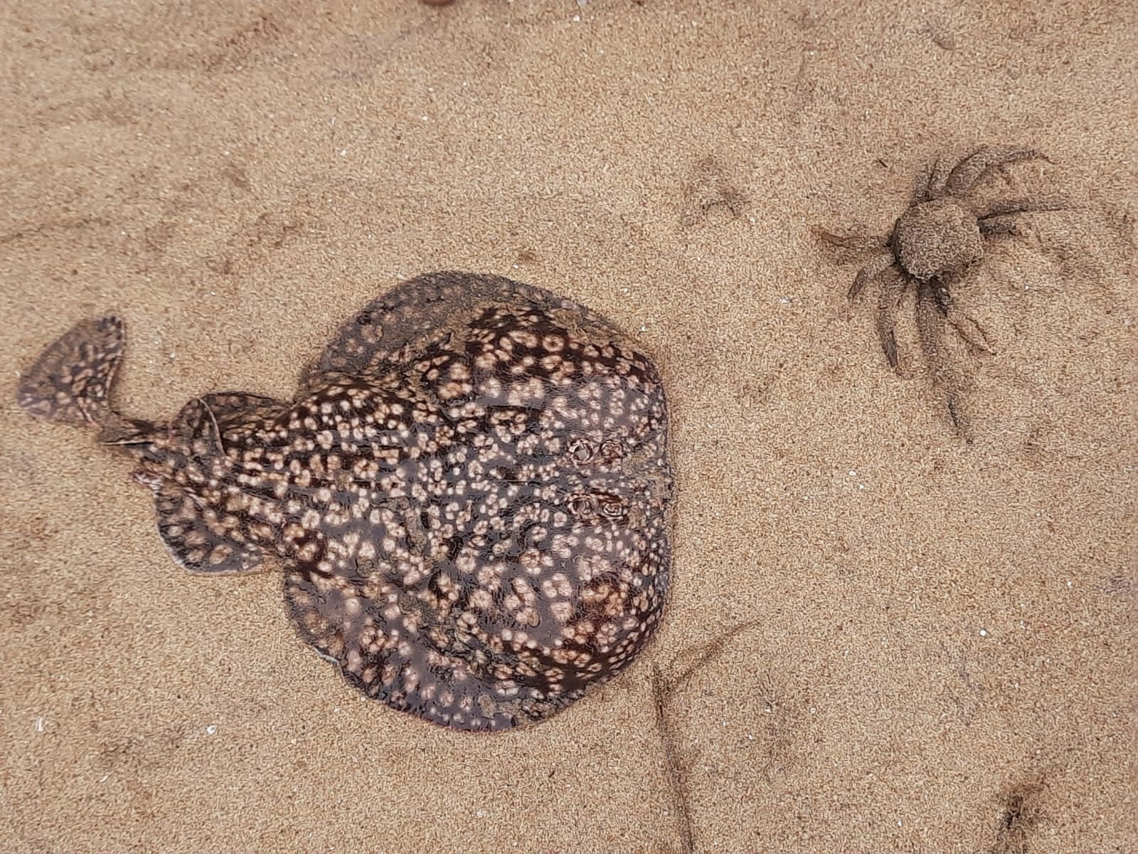 Electric Ray, wet sand, small crab, HD Desktop Wallpaper