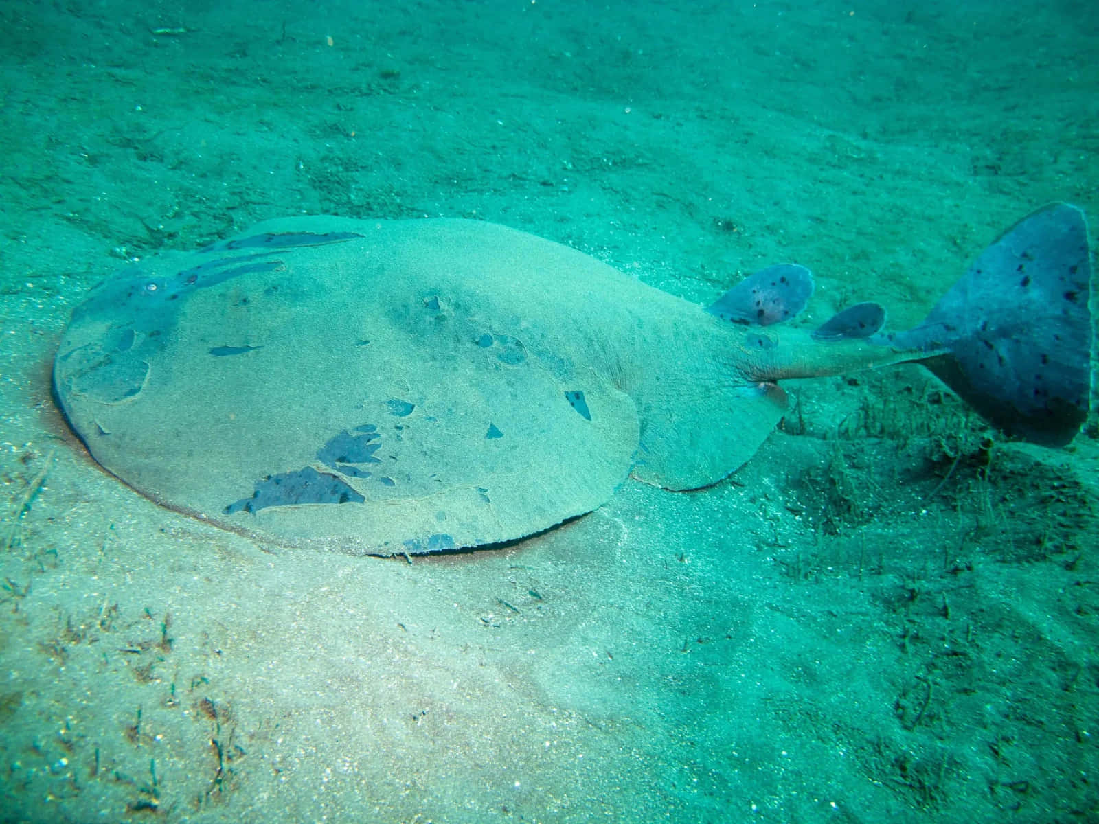 Electric Ray, ocean floor, sandy ocean floor, HD Desktop Wallpaper