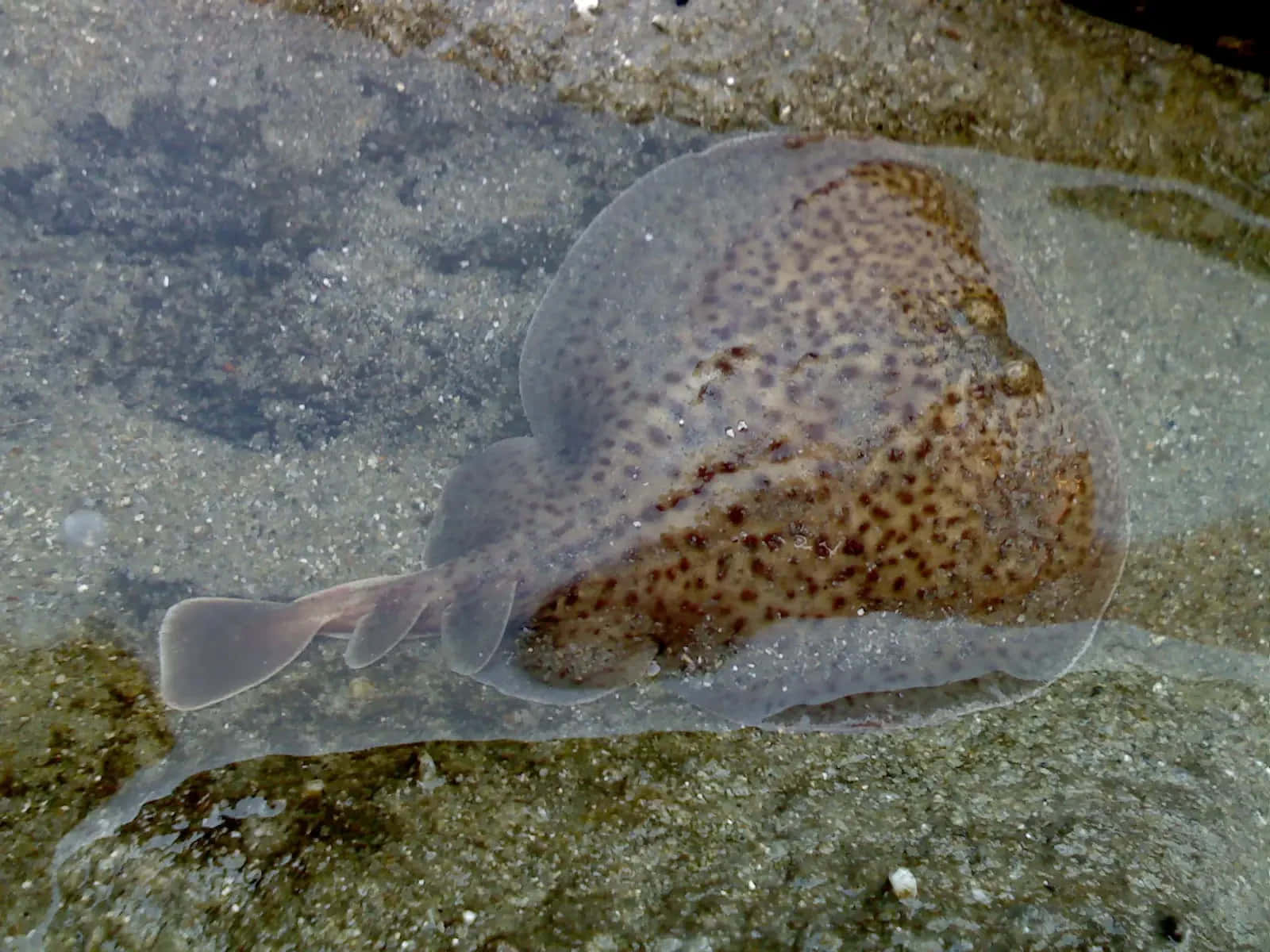 Electric Ray, sandy ocean floor, shallow water, HD Desktop Wallpaper
