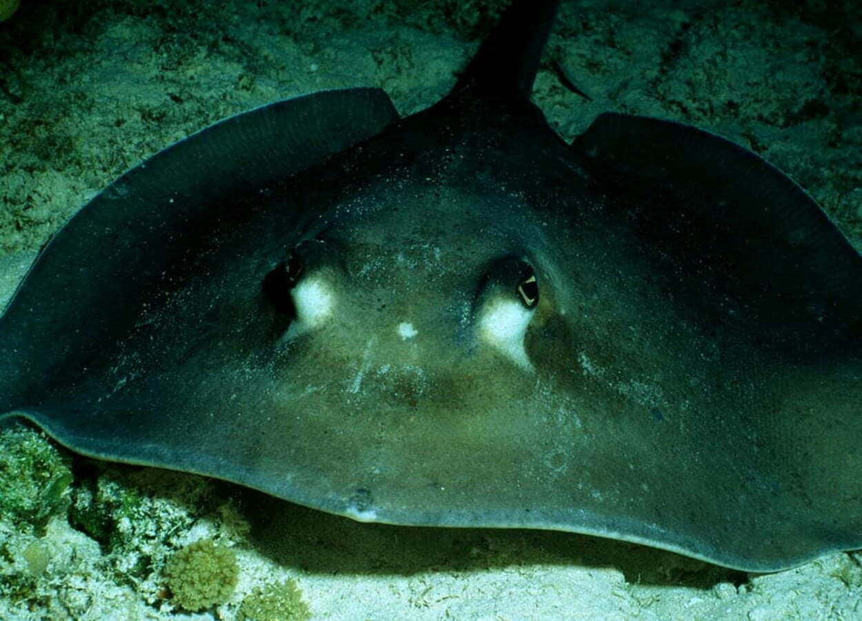 Electric Ray, seabed, sandy ocean floor, SD Desktop Wallpaper