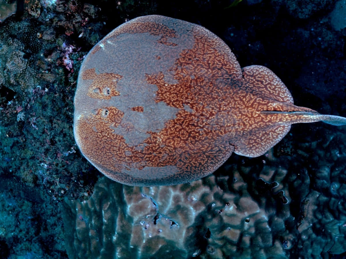 Electric Ray, camouflage, ocean floor, SD Desktop Wallpaper