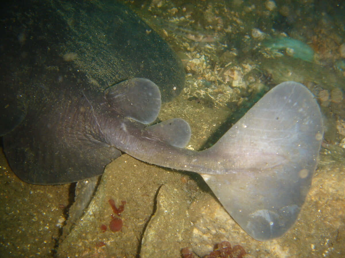 Electric Ray, seabed, rocky ocean floor, SD Desktop Wallpaper