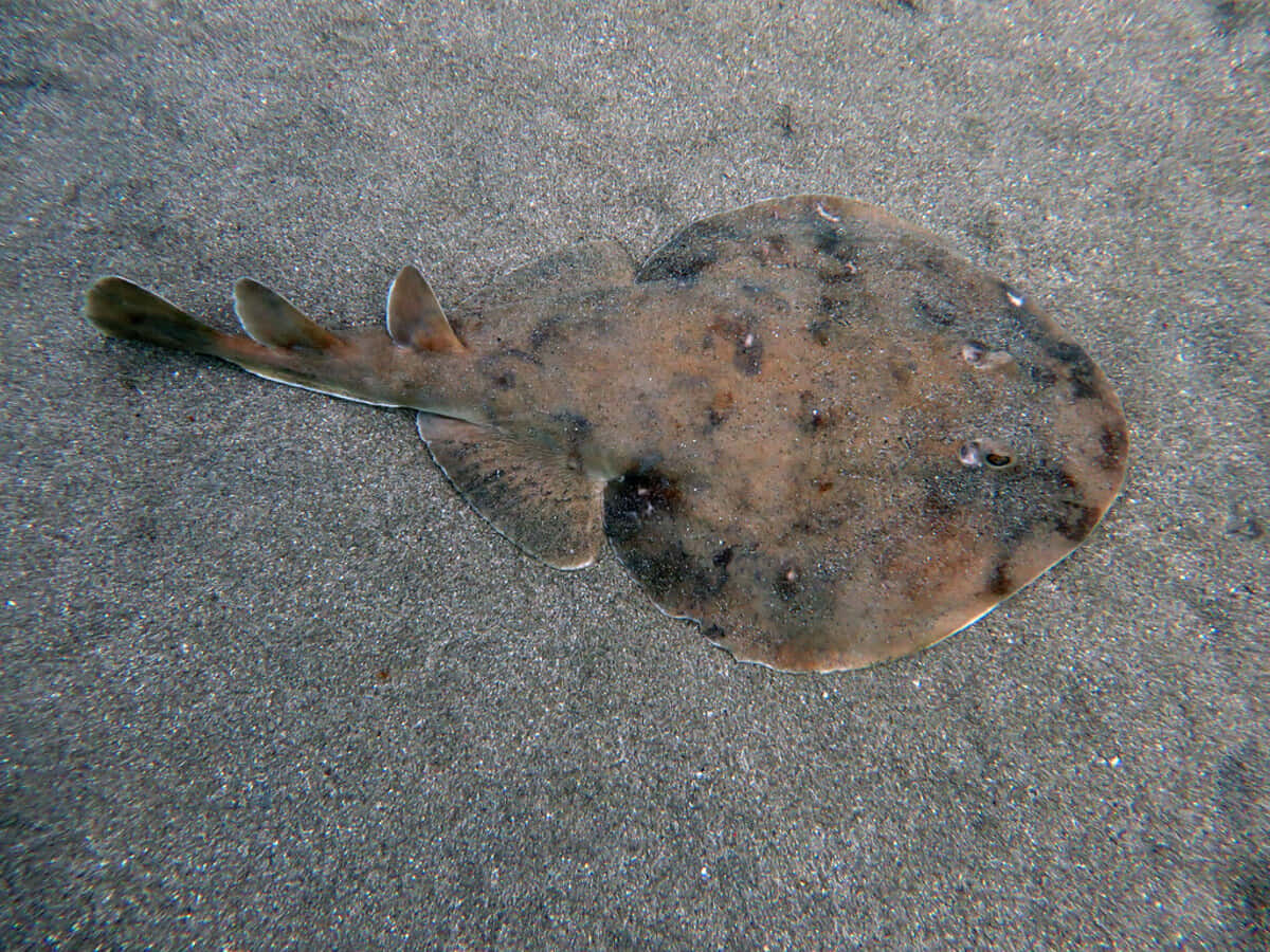 Electric Ray, seabed, sandy ocean floor, SD Desktop Wallpaper
