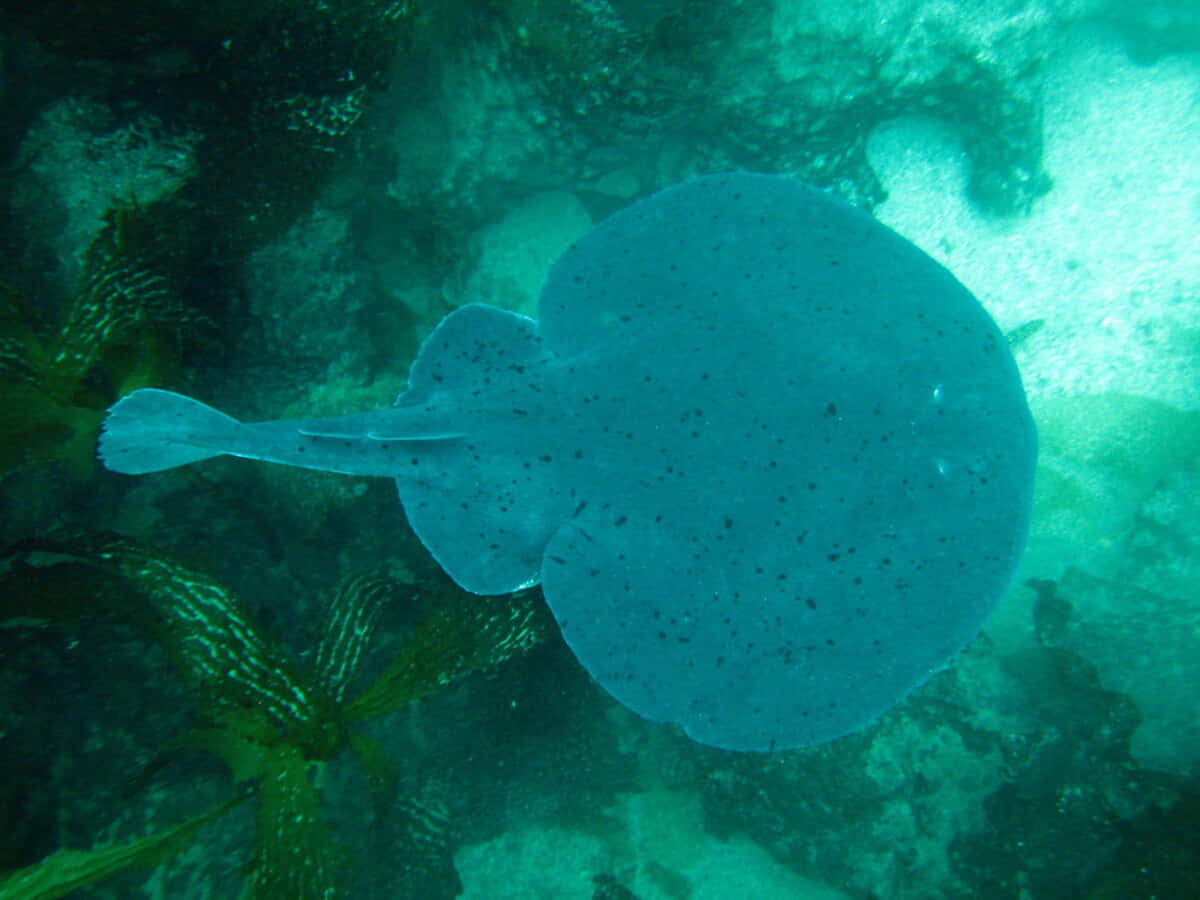Electric Ray, rocky ocean floor, turquoise light, SD Desktop Wallpaper