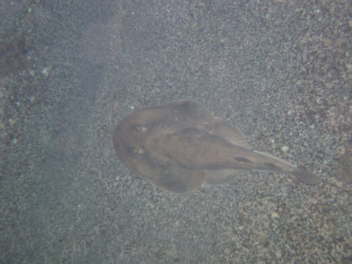 Electric Ray, seabed, gravelly ocean floor, SD Desktop Wallpaper