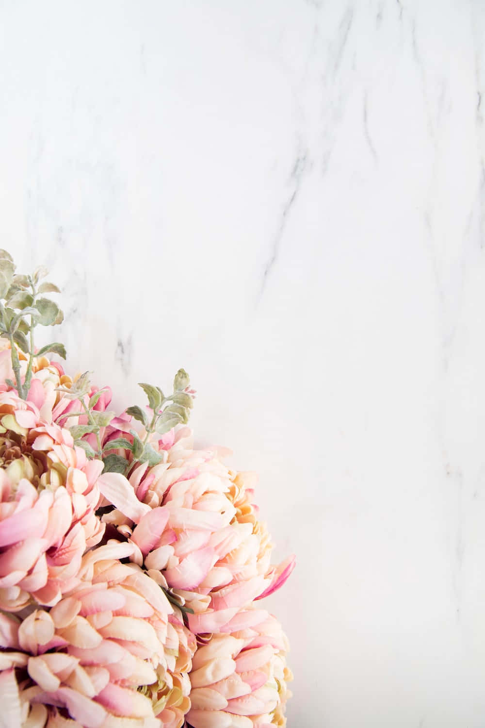 elegant floral, soft pink peonies, green leaves, HD Phone Wallpaper