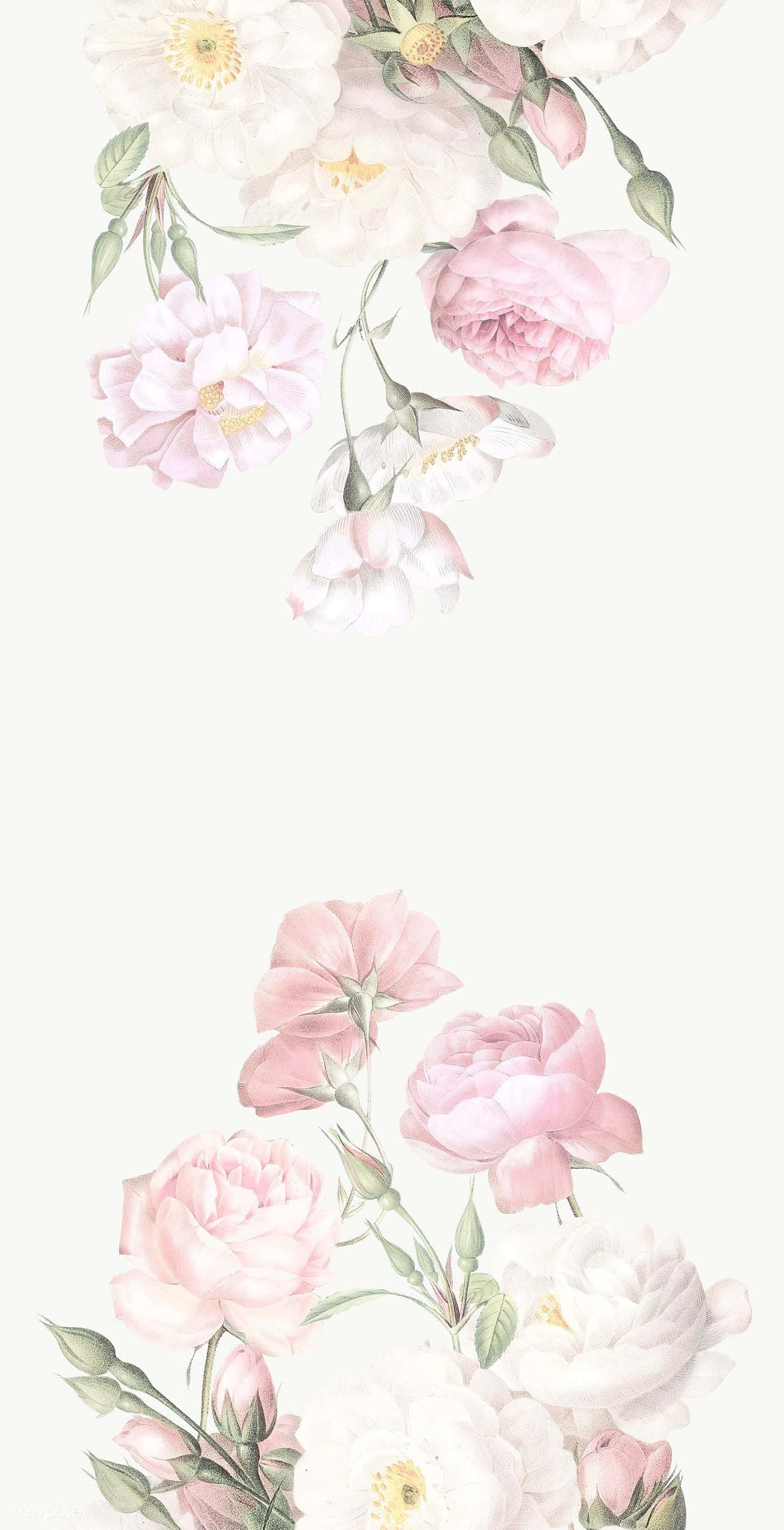 Elegant Floral, soft pink and white roses, green stems, 2K Phone Wallpaper