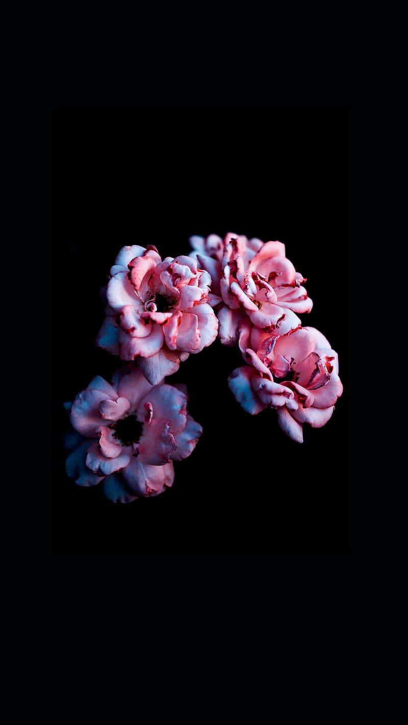 Dark Elegance Floral Display, pink and blue flowers, ruffled petals, HD Phone Wallpaper